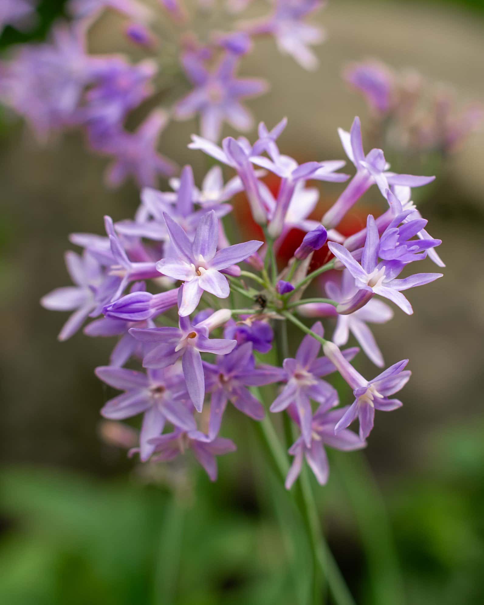 Society Garlic - Image 6