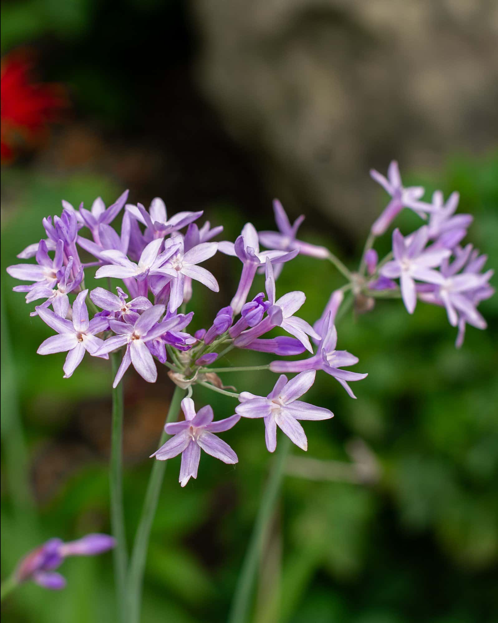 Society Garlic - Image 4