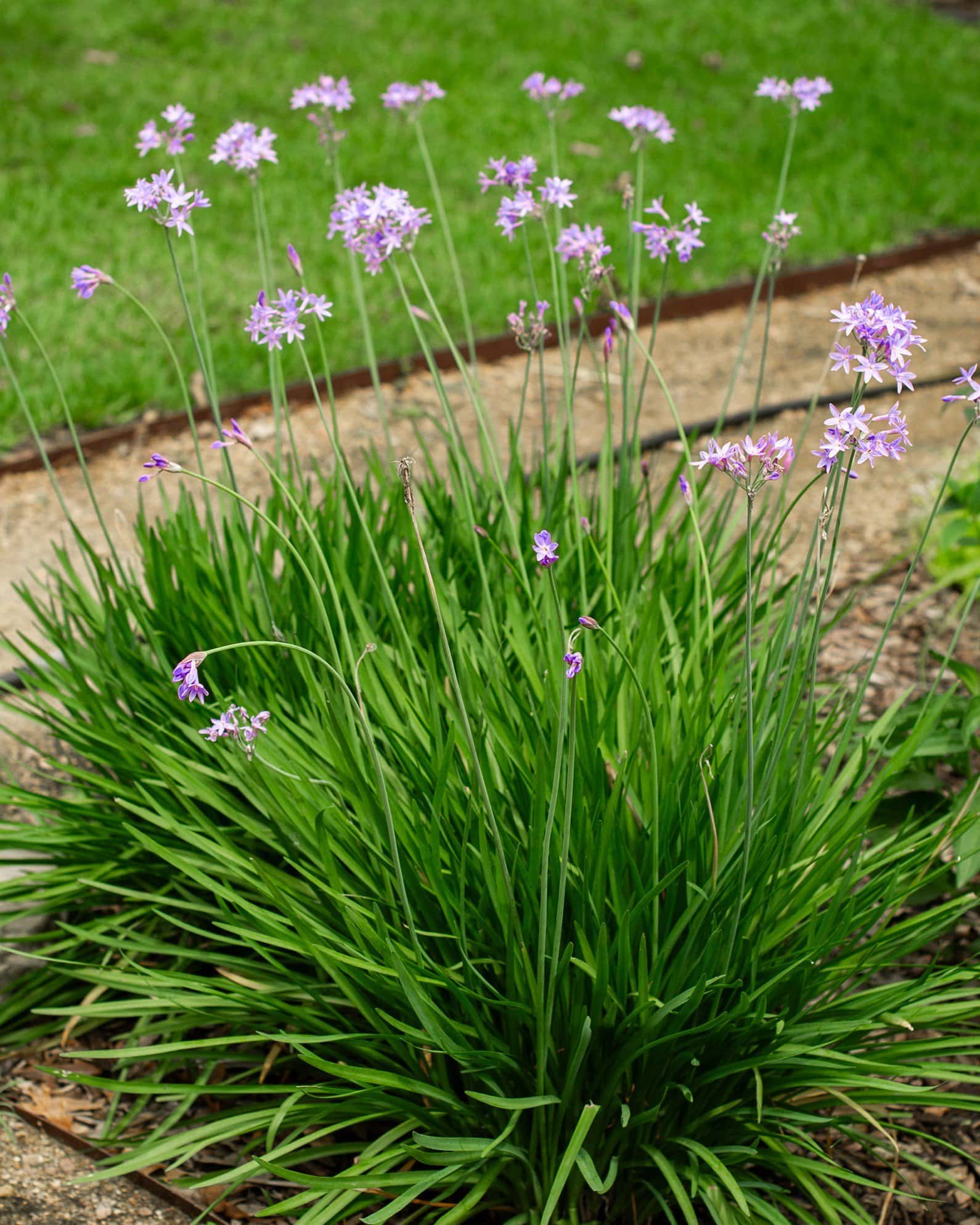 Society Garlic - Main Image