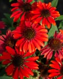 Sombrero Sangrita Coneflower thumbnail 4