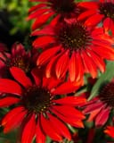 Sombrero Sangrita Coneflower thumbnail 2