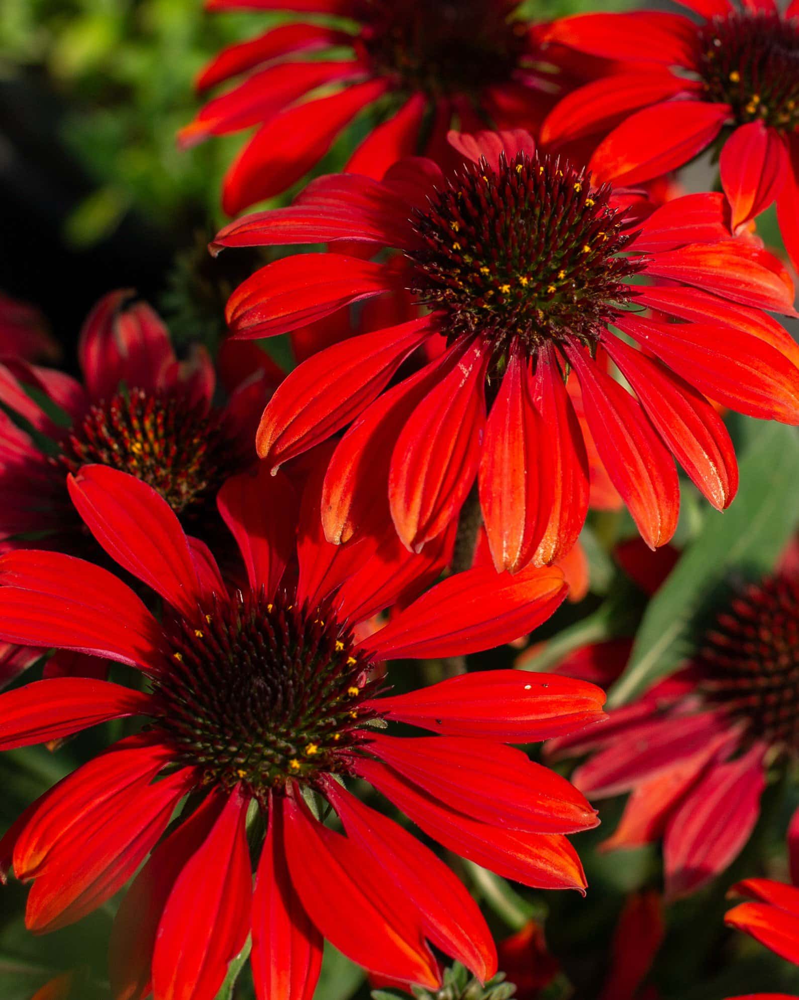 Sombrero Sangrita Coneflower - Image 1