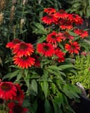 Sombrero Sangrita Coneflower thumbnail 3