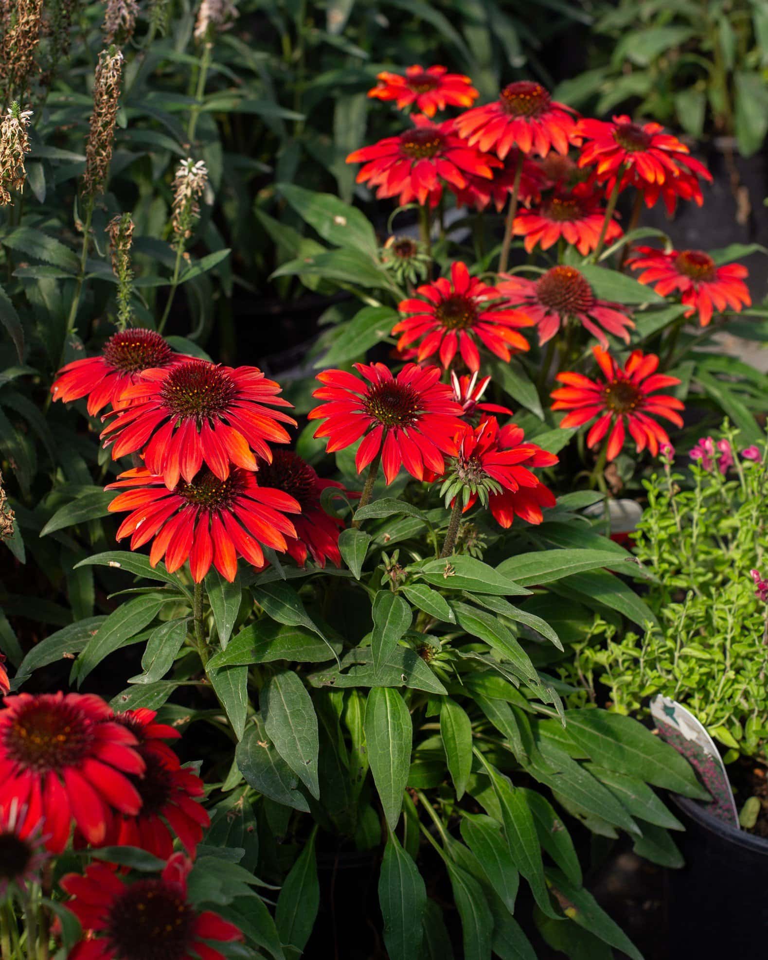 Sombrero Sangrita Coneflower - Image 2