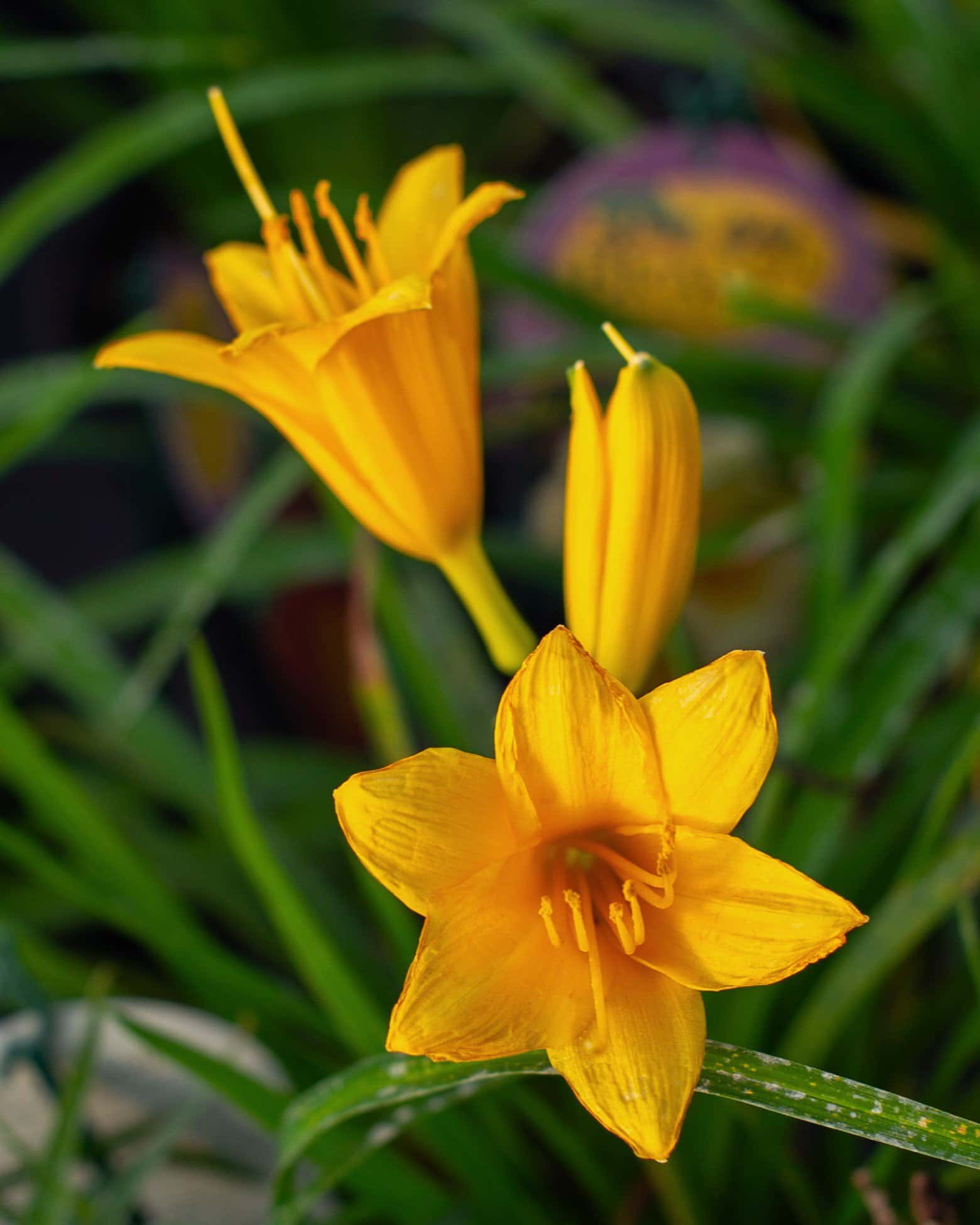 Stella D'Oro Daylily - Main Image