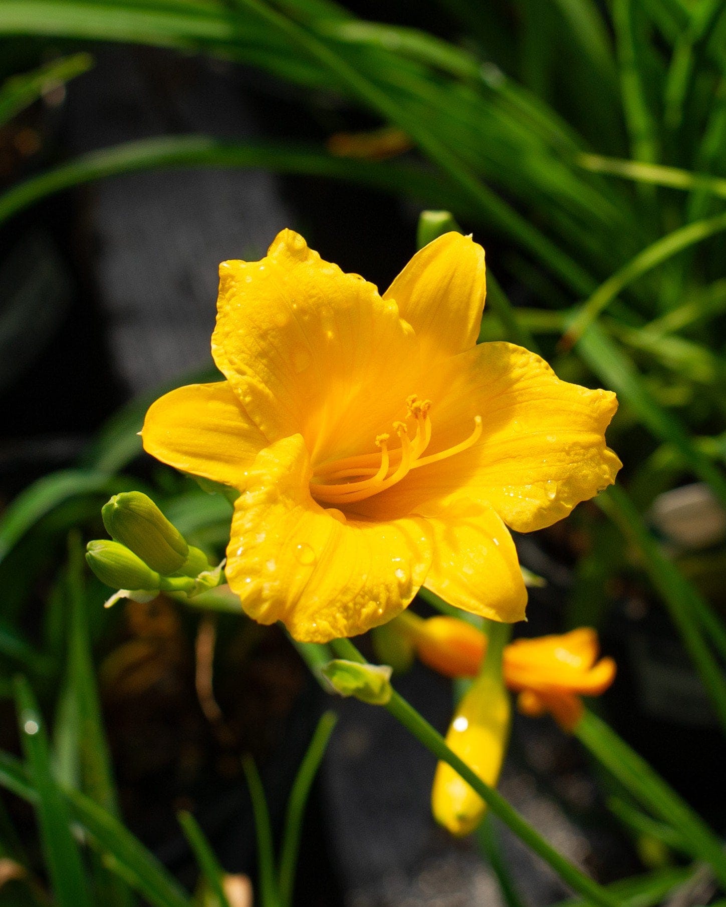 Stella D'Oro Daylily - view 2