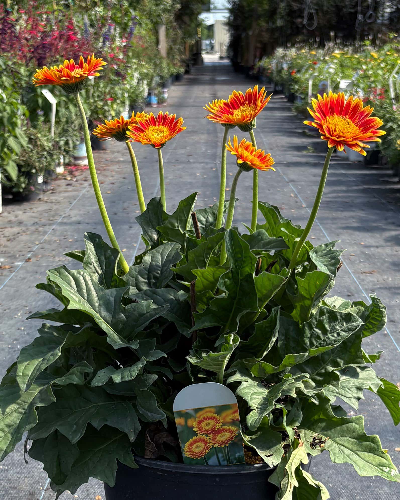 Sweet Blaze Gerbera Daisy - Main Image