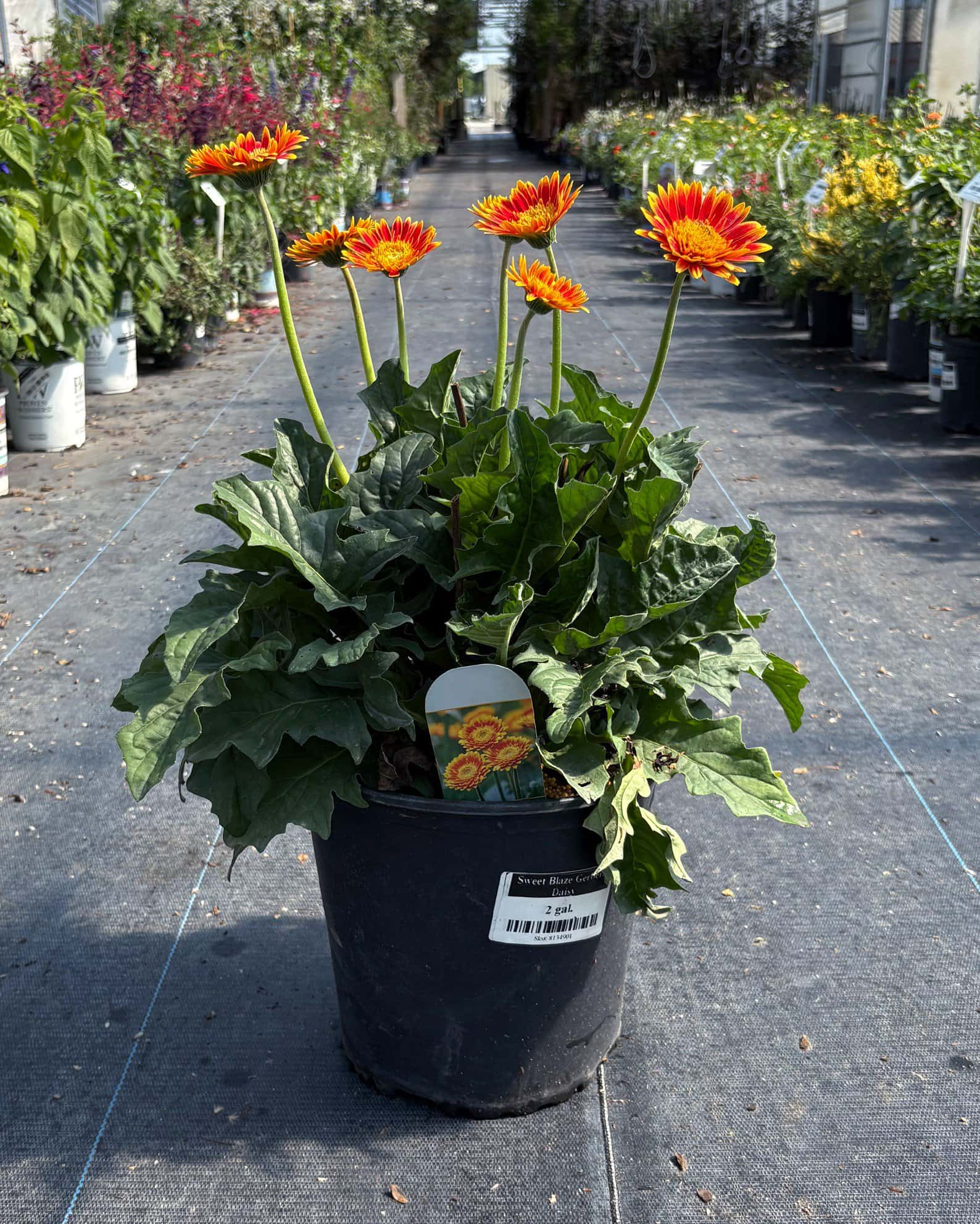 Sweet Blaze Gerbera Daisy - Image 1