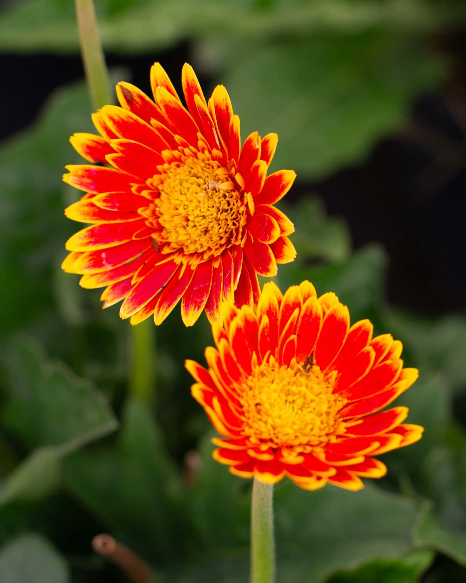 Sweet Blaze Gerbera Daisy - Image 4