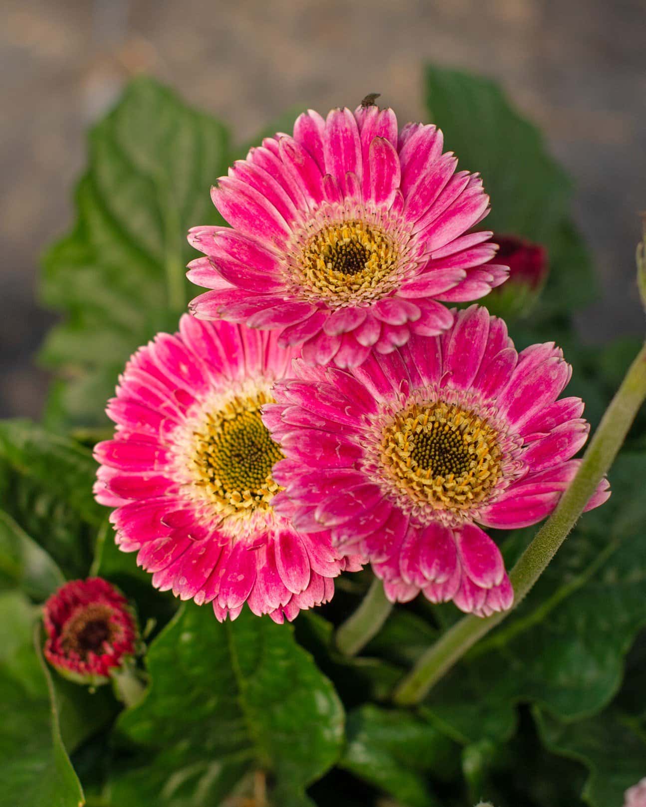Sweet Spice Gerbera Daisy - Main Image