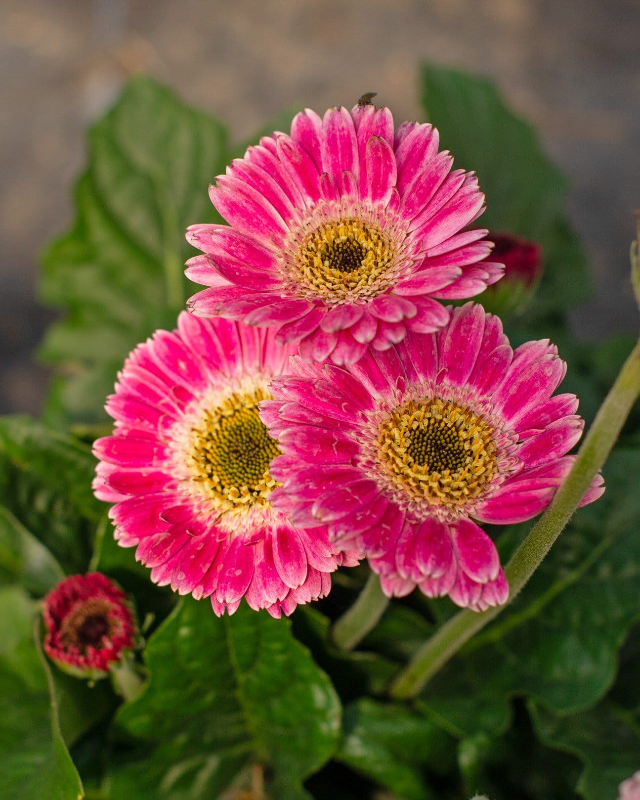 Sweet Spice Gerbera Daisy - Main Image