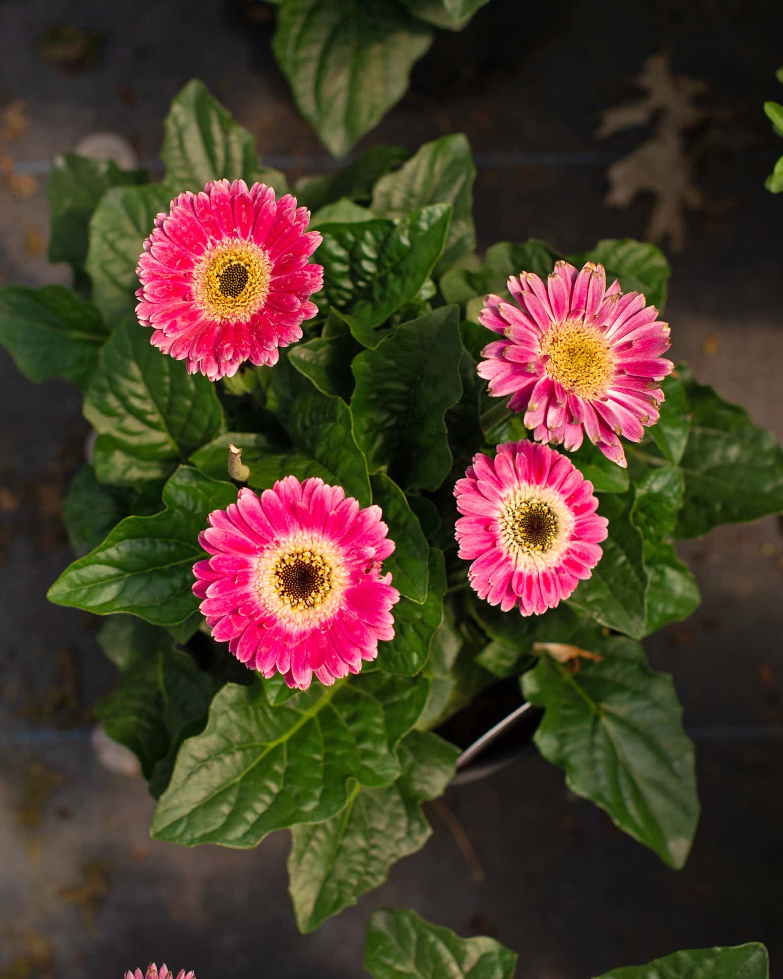 Sweet Spice Gerbera Daisy - Image 3