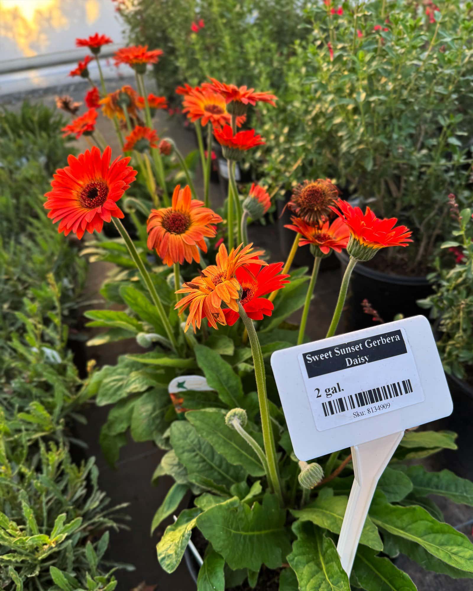 Sweet Sunset Gerbera Daisy - Image 1