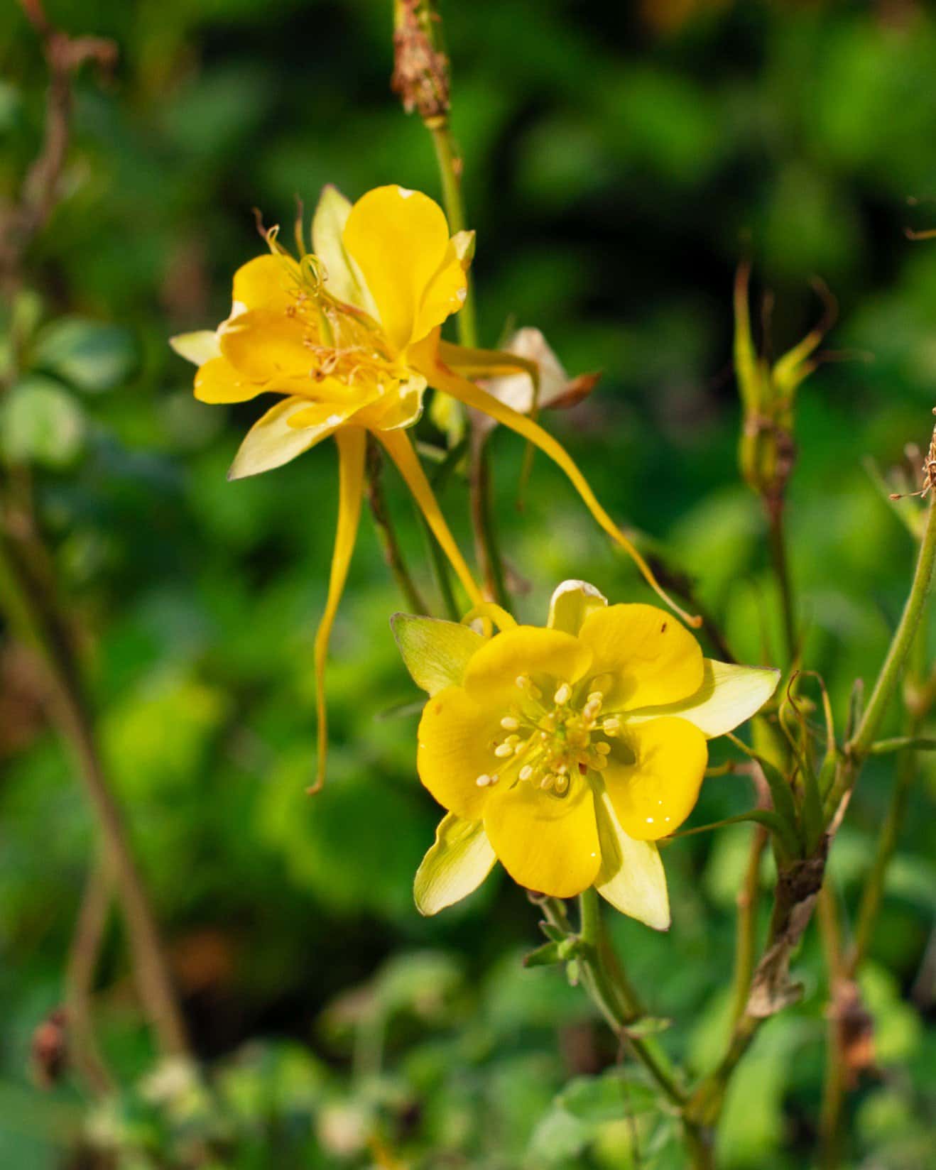 Texas Gold Columbine - Main Image