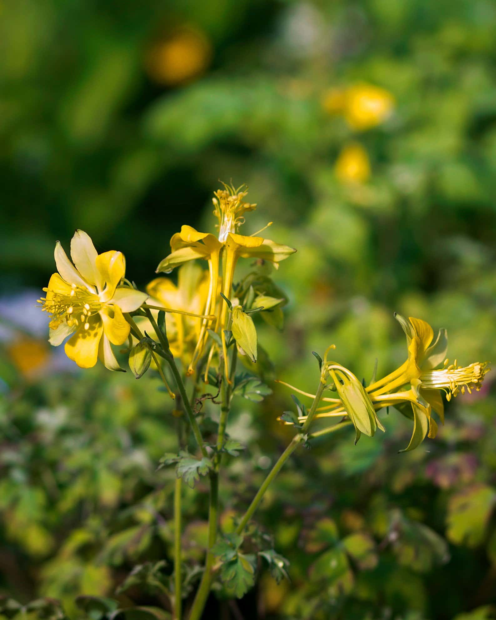 Texas Gold Columbine - Image 1