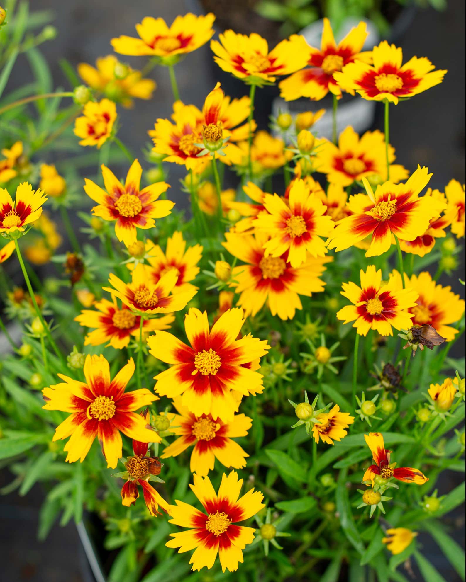 Uptick Coreopsis Gold & Bronze - Image 1