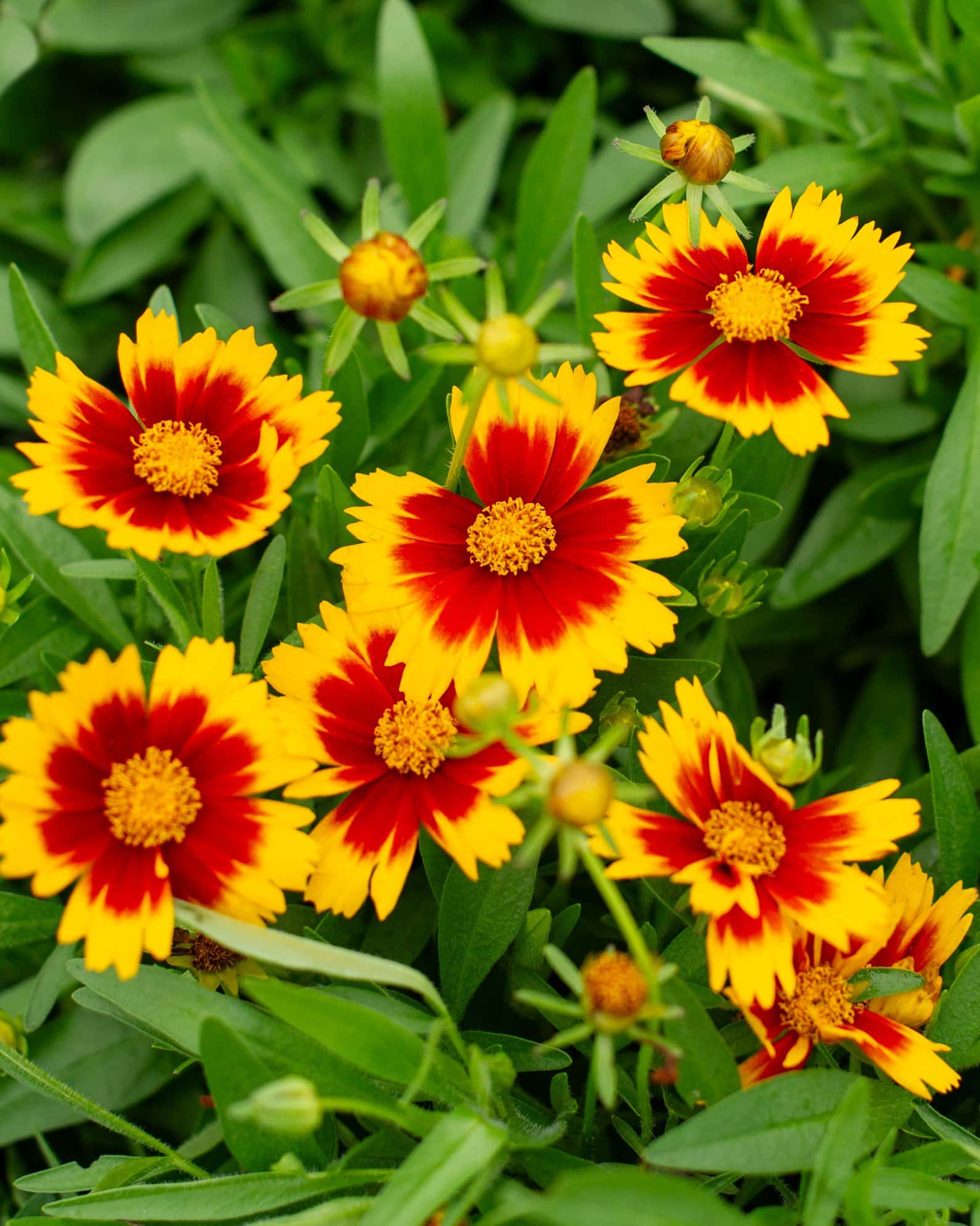 Uptick Coreopsis Gold & Bronze - Main Image