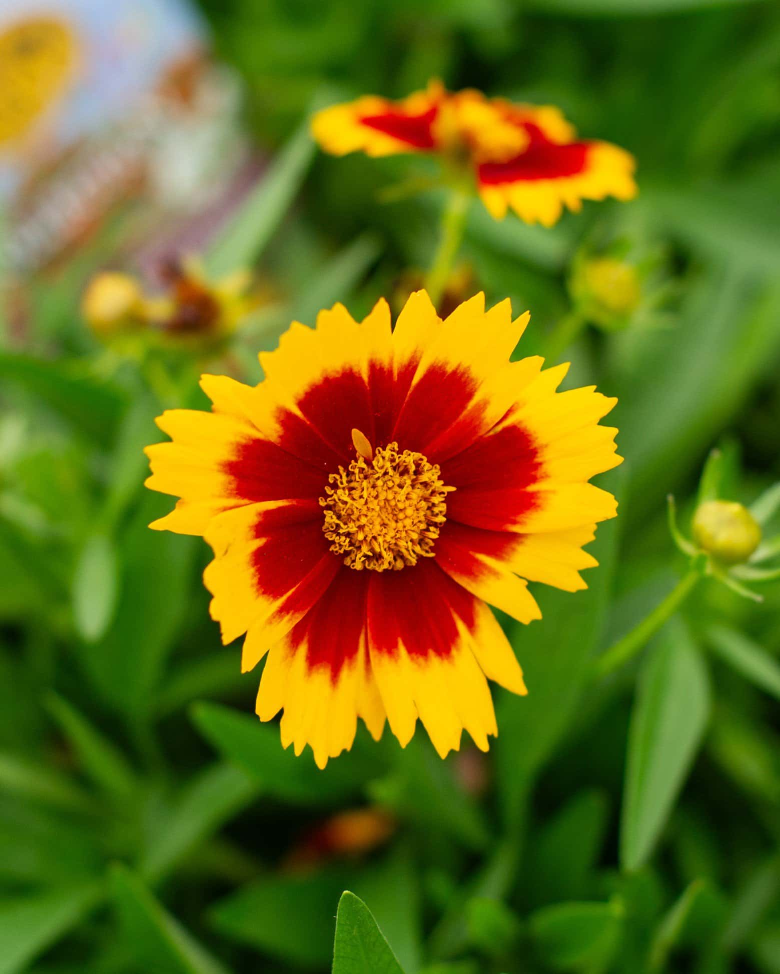 Uptick Coreopsis Gold & Bronze - Image 2
