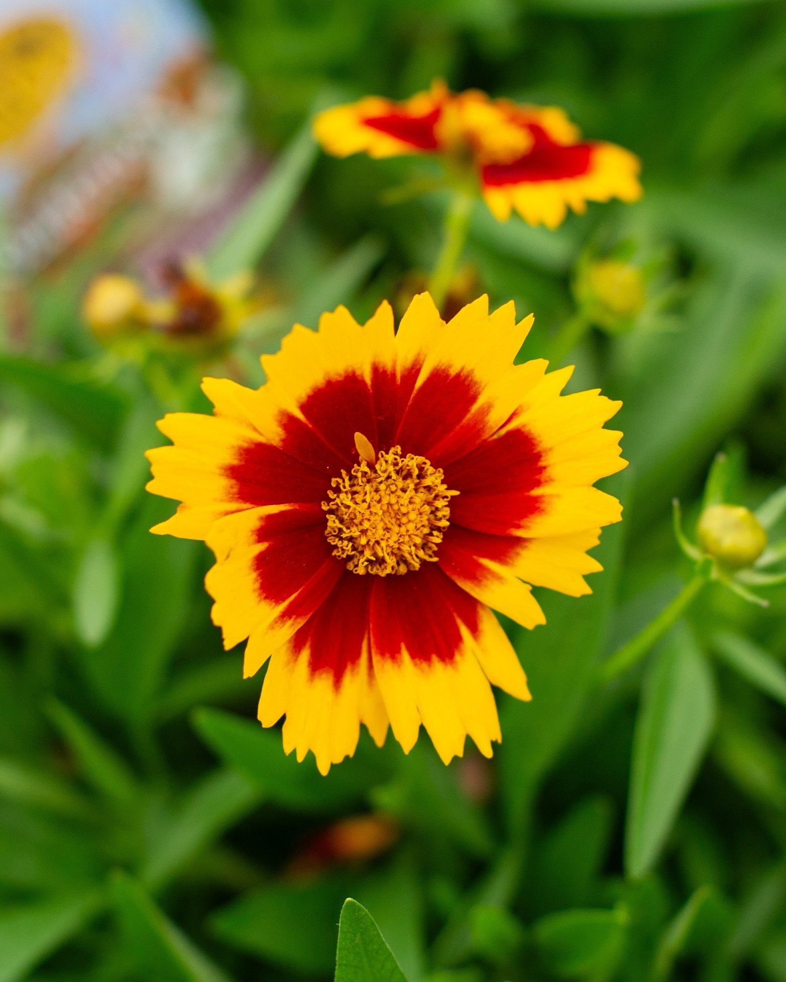 Uptick Gold & Bronze Coreopsis - Image 1