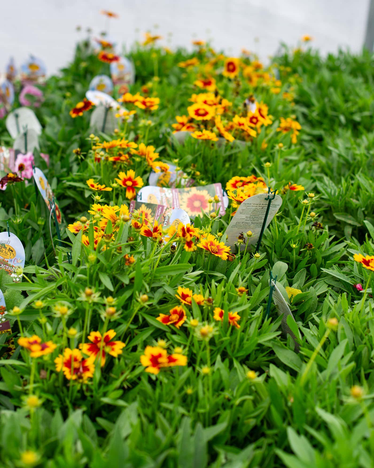 Uptick Coreopsis Gold & Bronze - Image 3