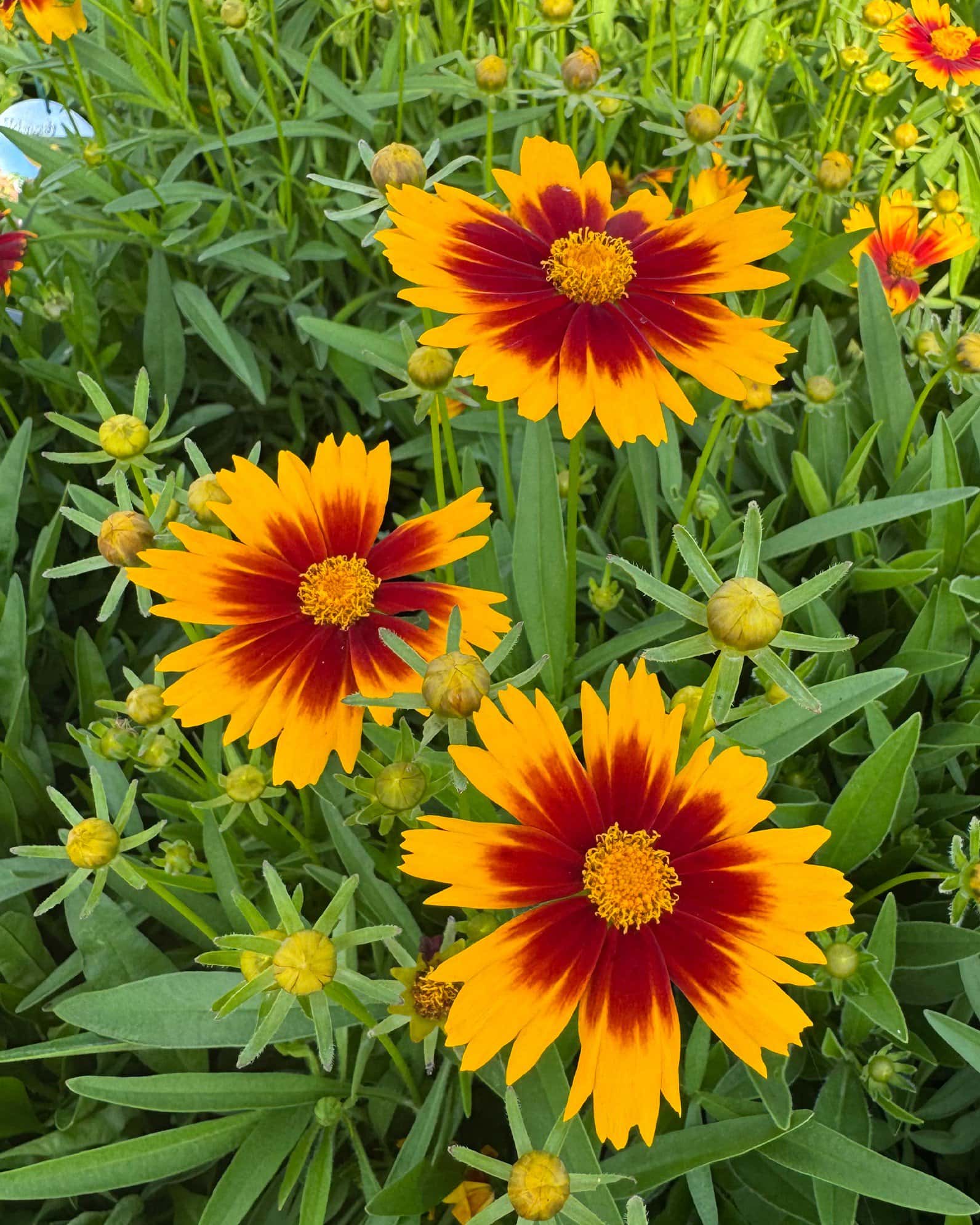 Uptick Coreopsis Gold & Bronze - Image 4