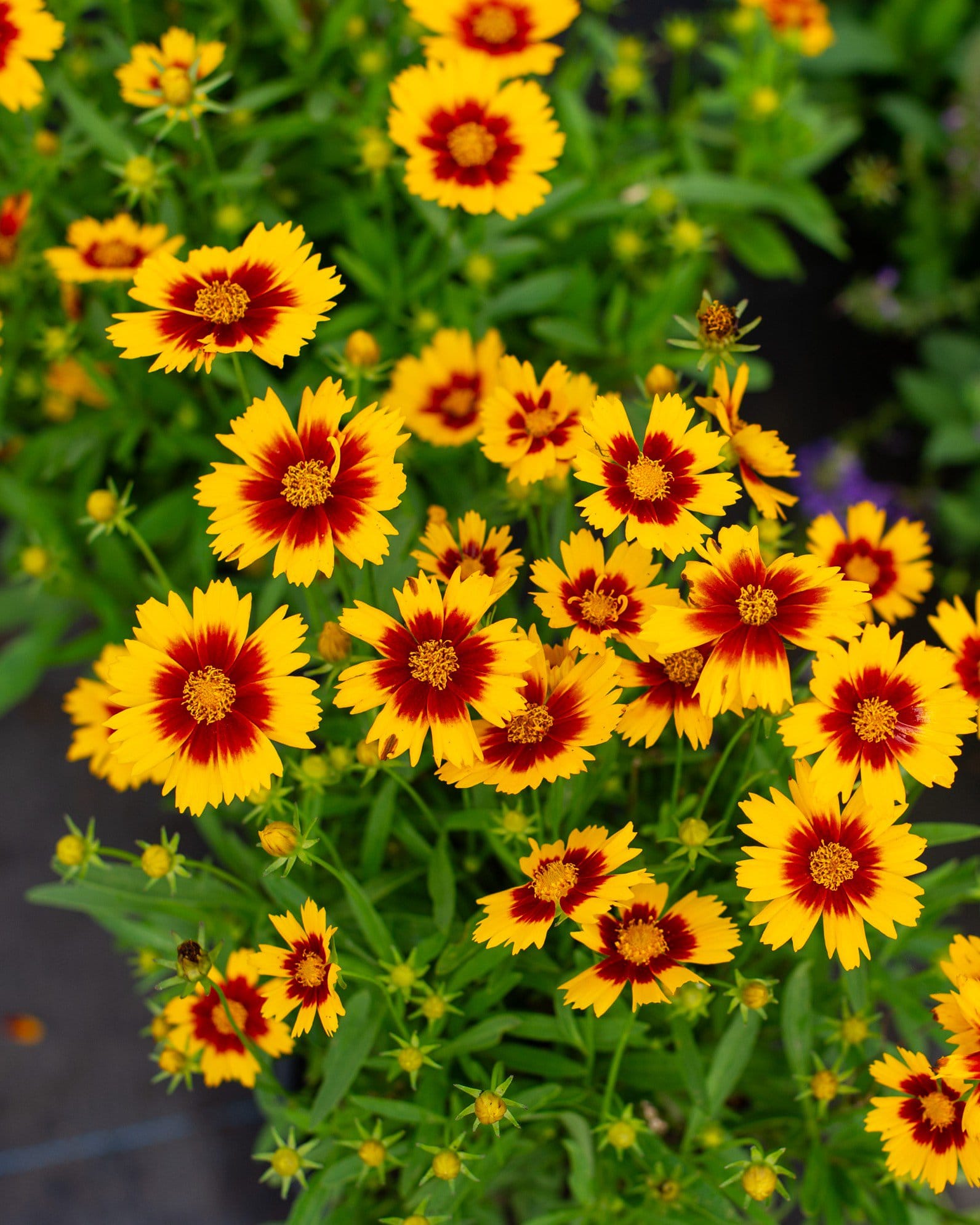 Uptick Gold & Bronze Coreopsis - view 3