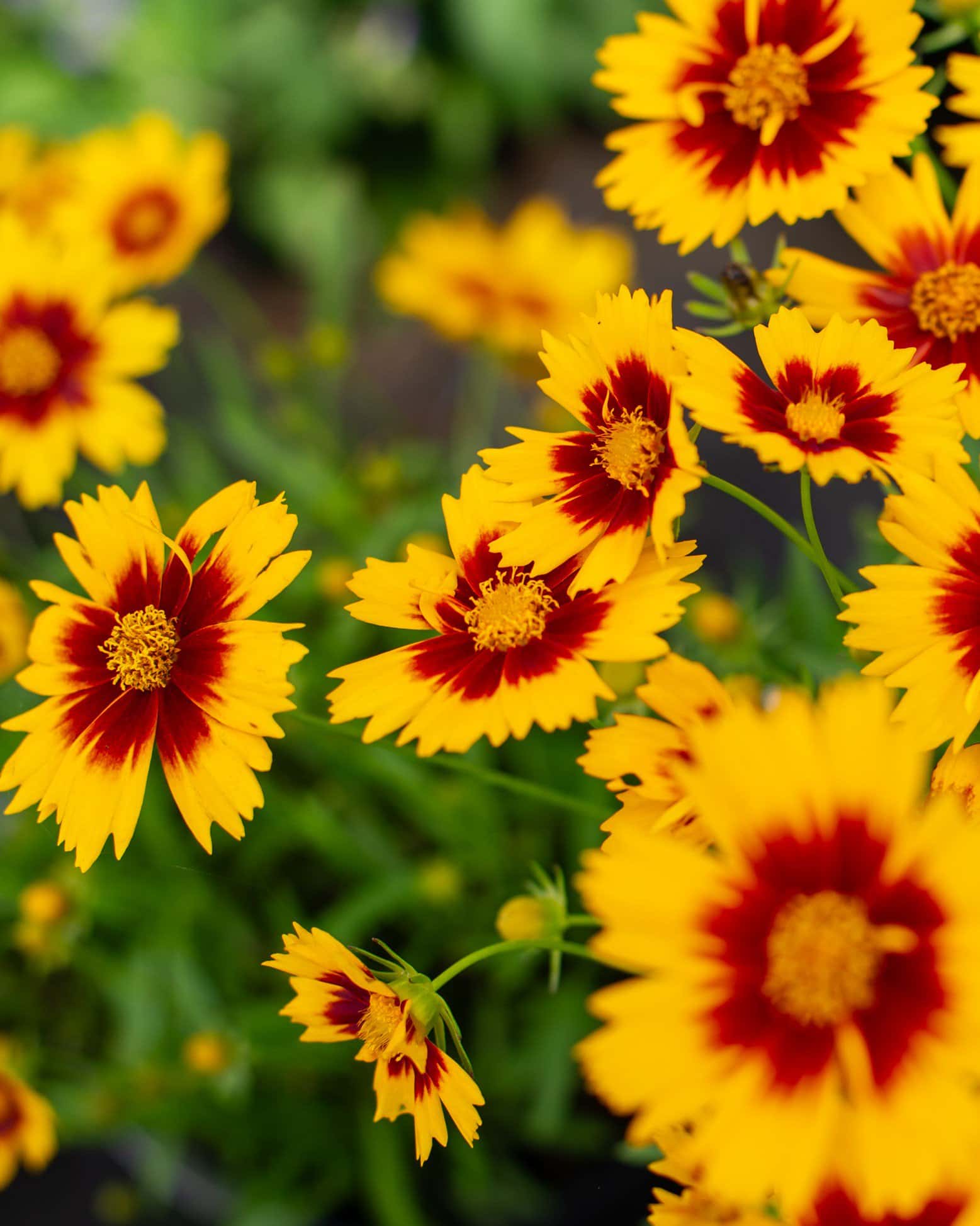 Uptick Coreopsis Gold & Bronze - Image 6