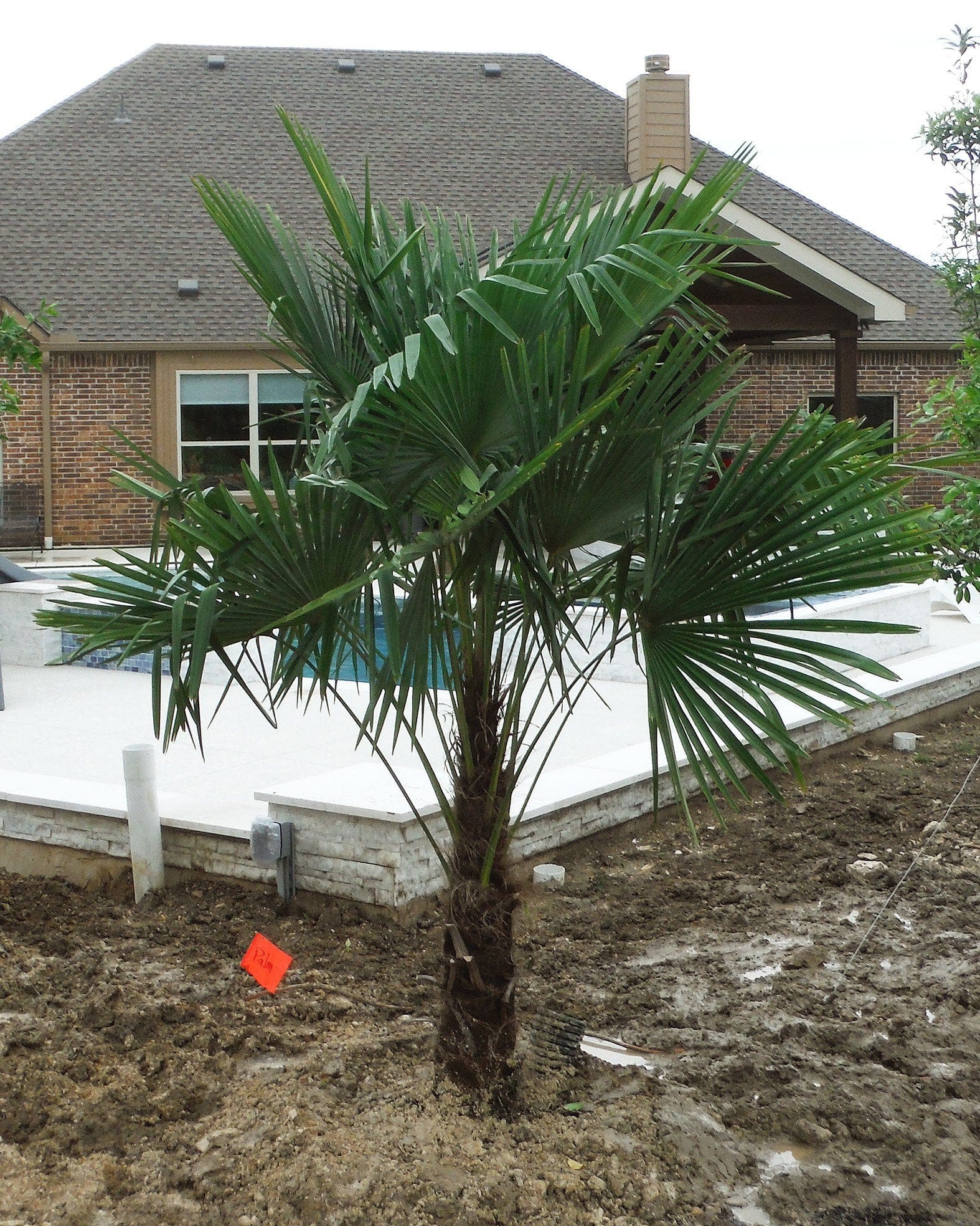 Windmill Palm