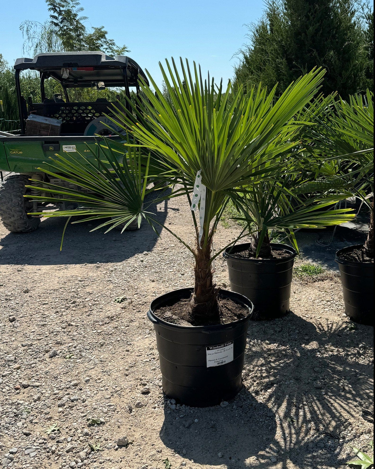Windmill Palm - view 2