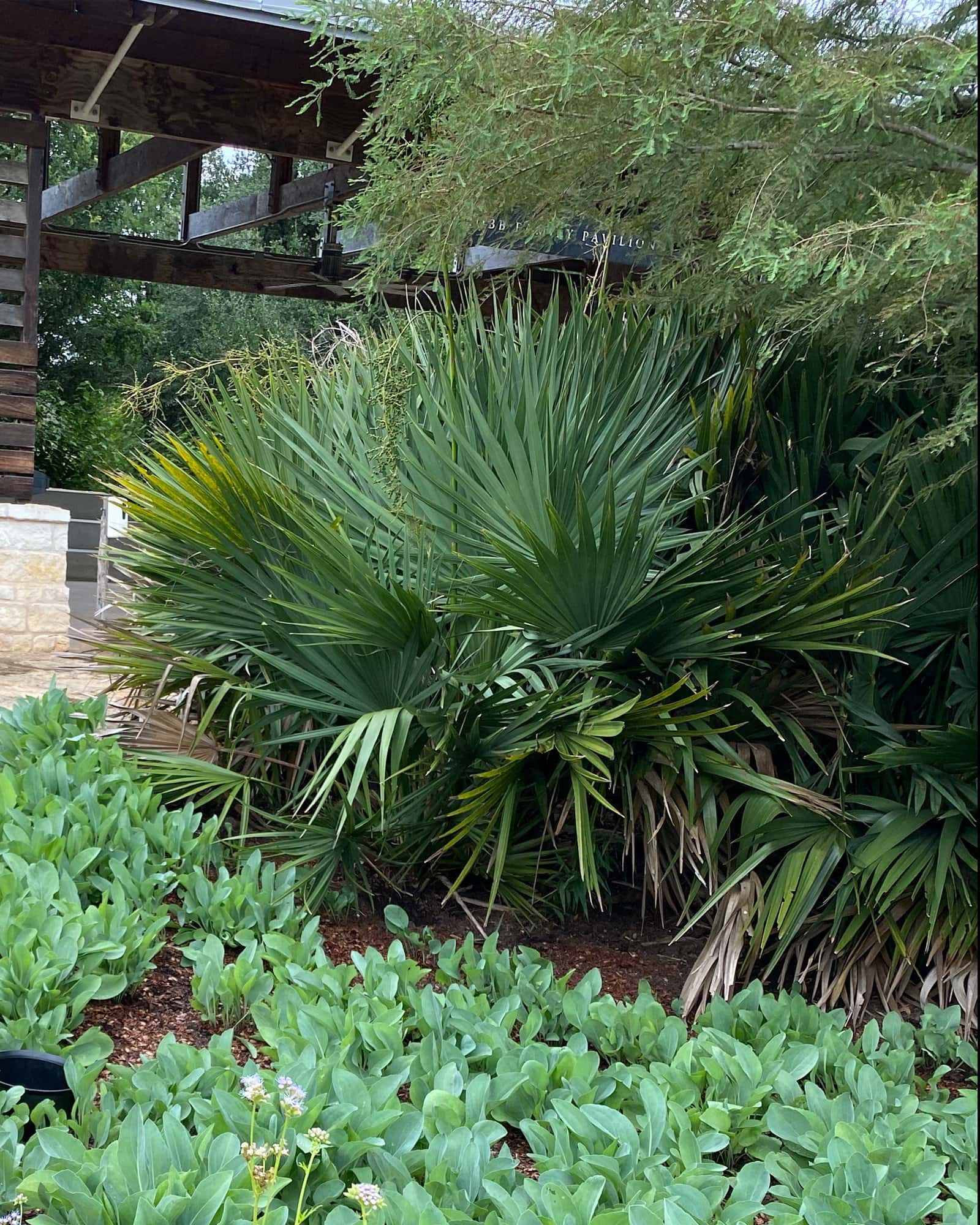 Windmill Palm - Image 2