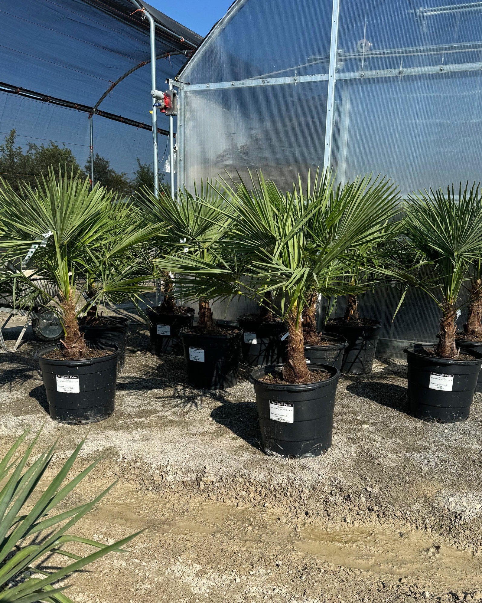 Windmill Palm - view 3