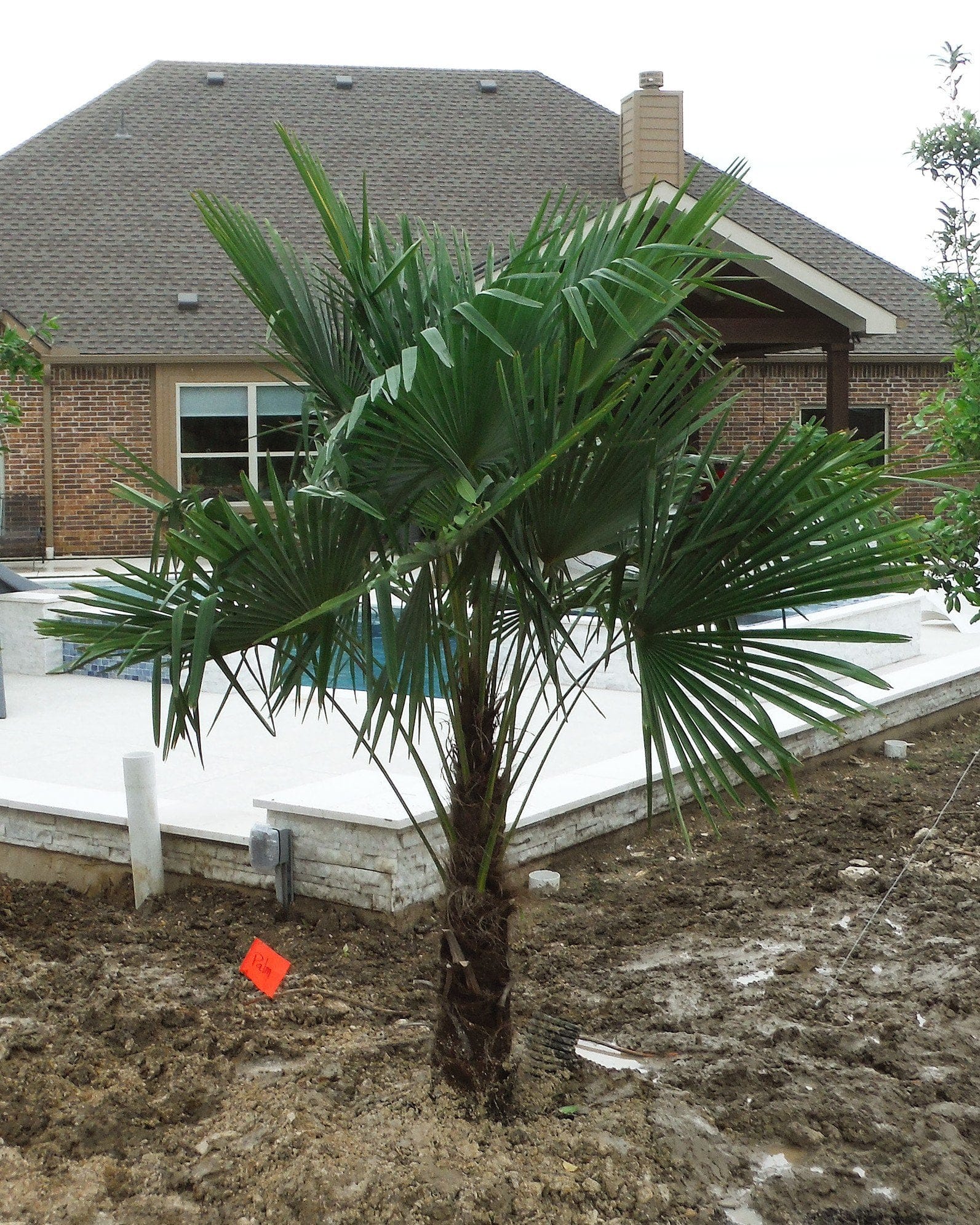 Windmill Palm - view 4