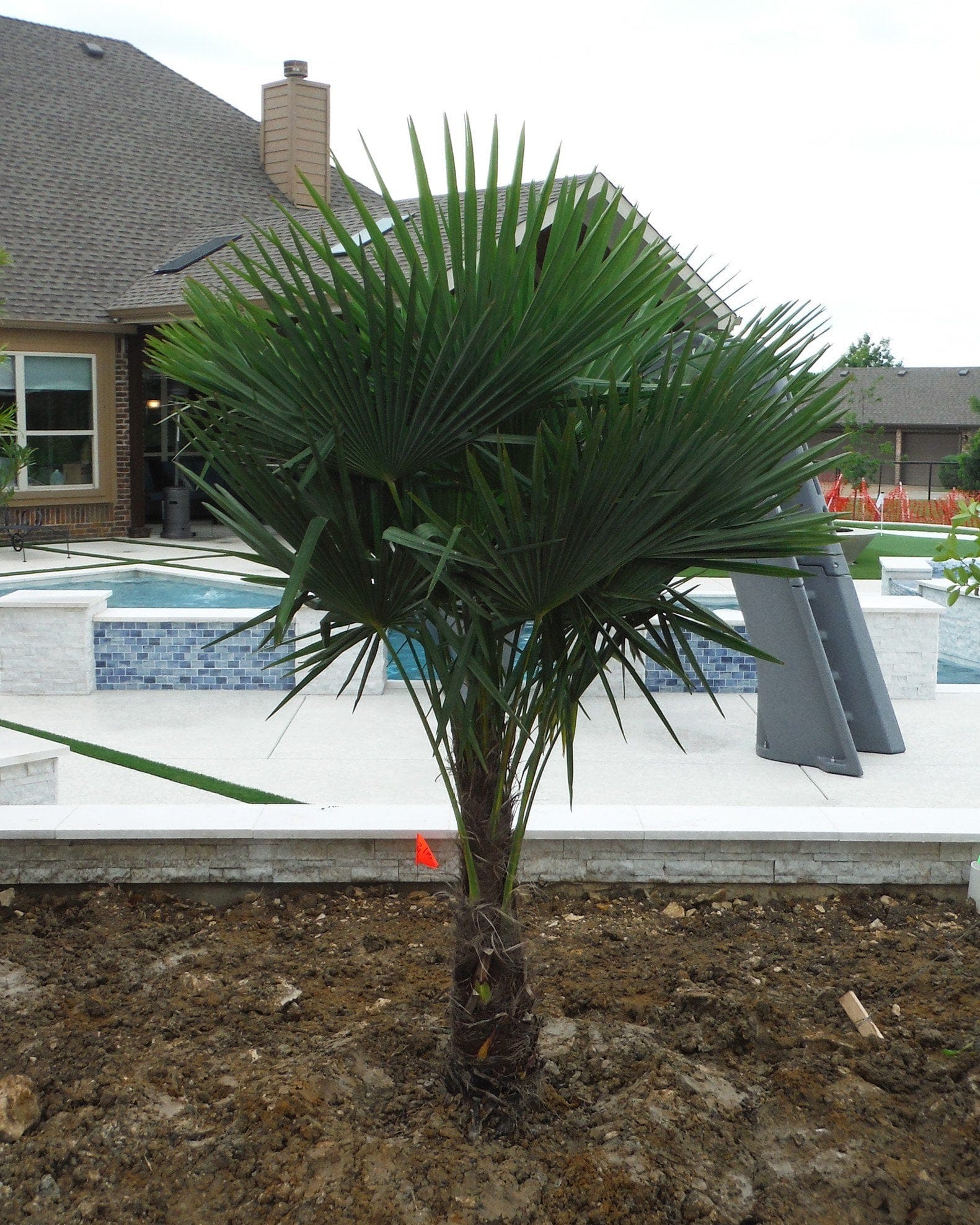 Windmill Palm - view 5