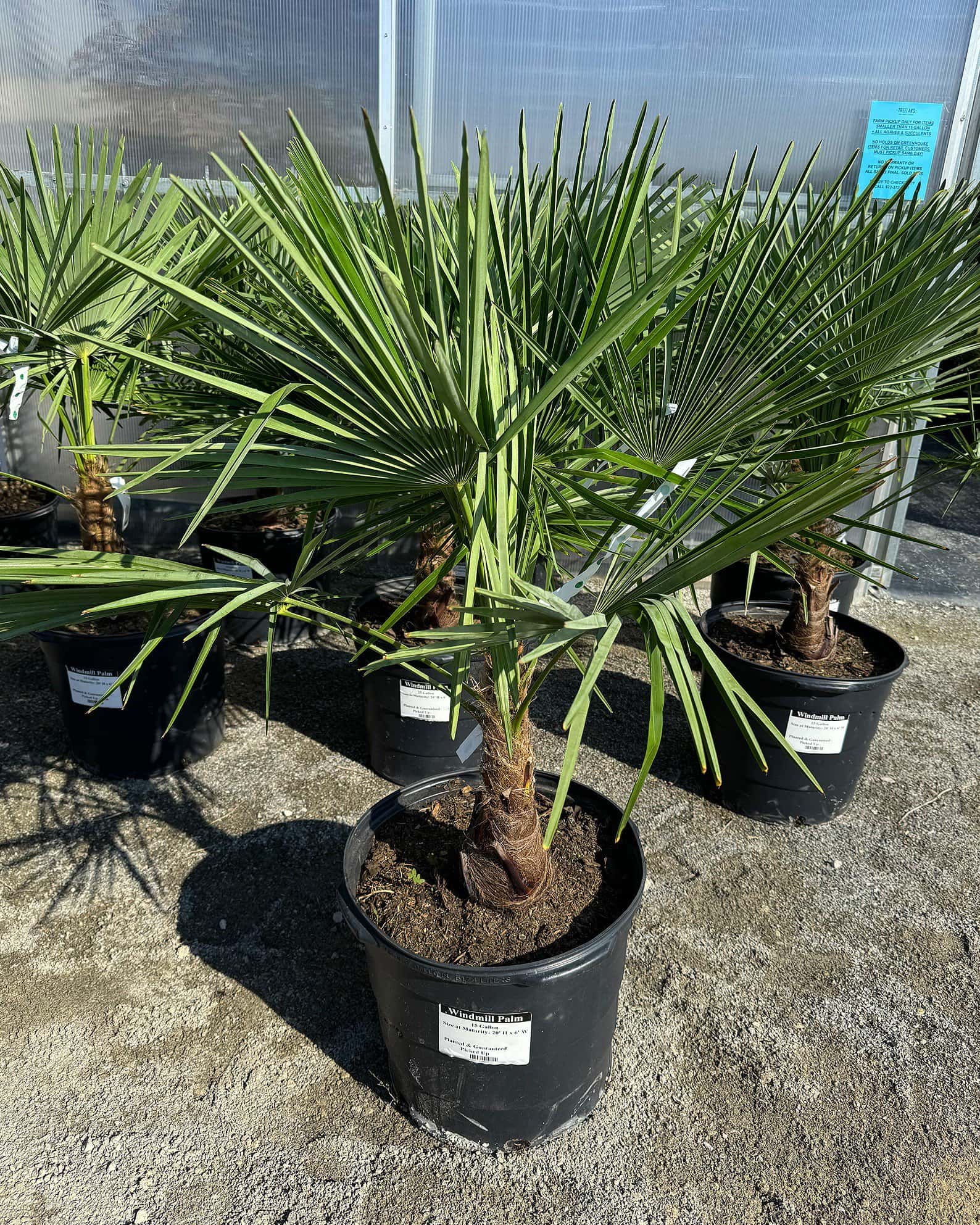 Windmill Palm - Image 6