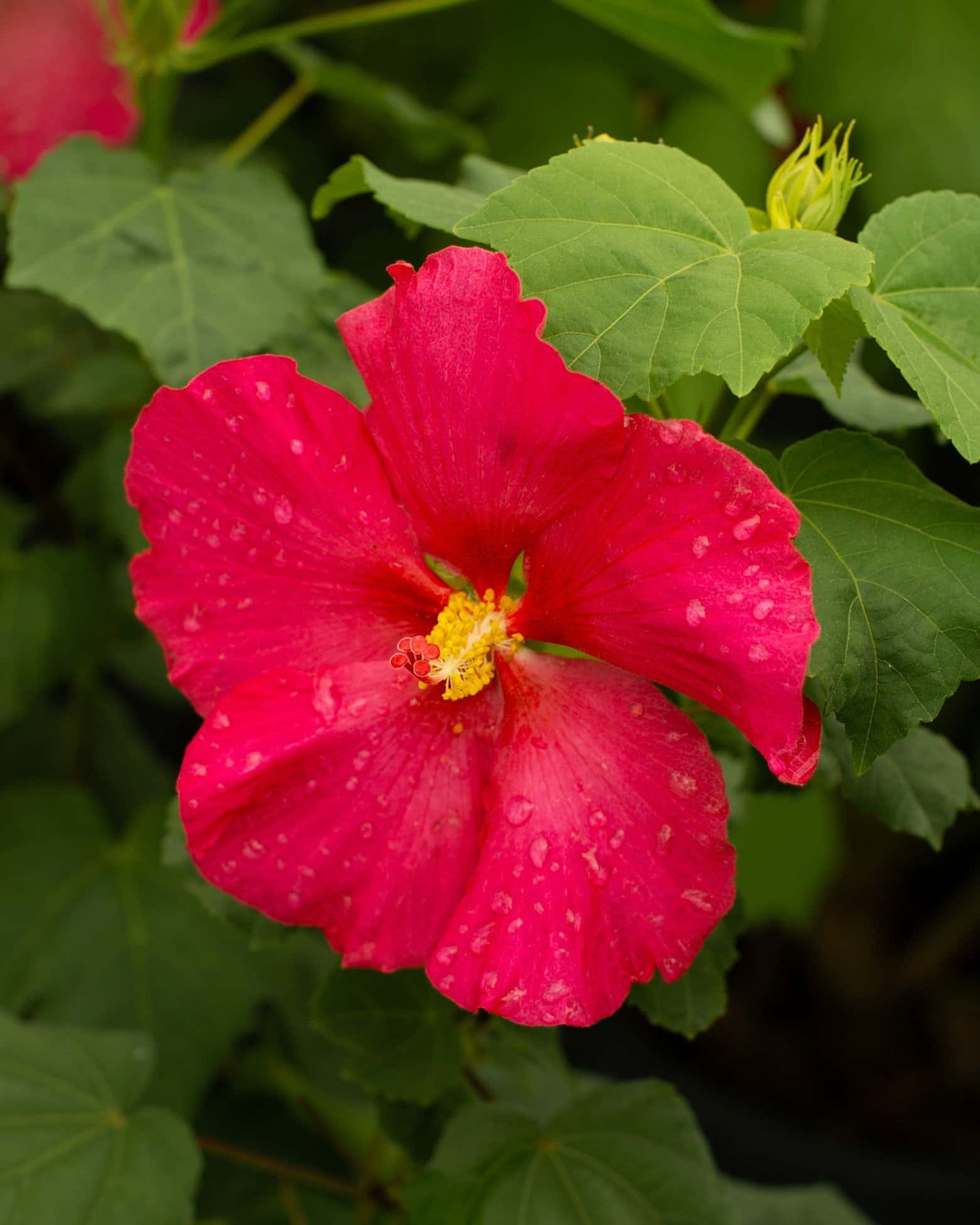 Big Hit Red Hibiscus - Main Image
