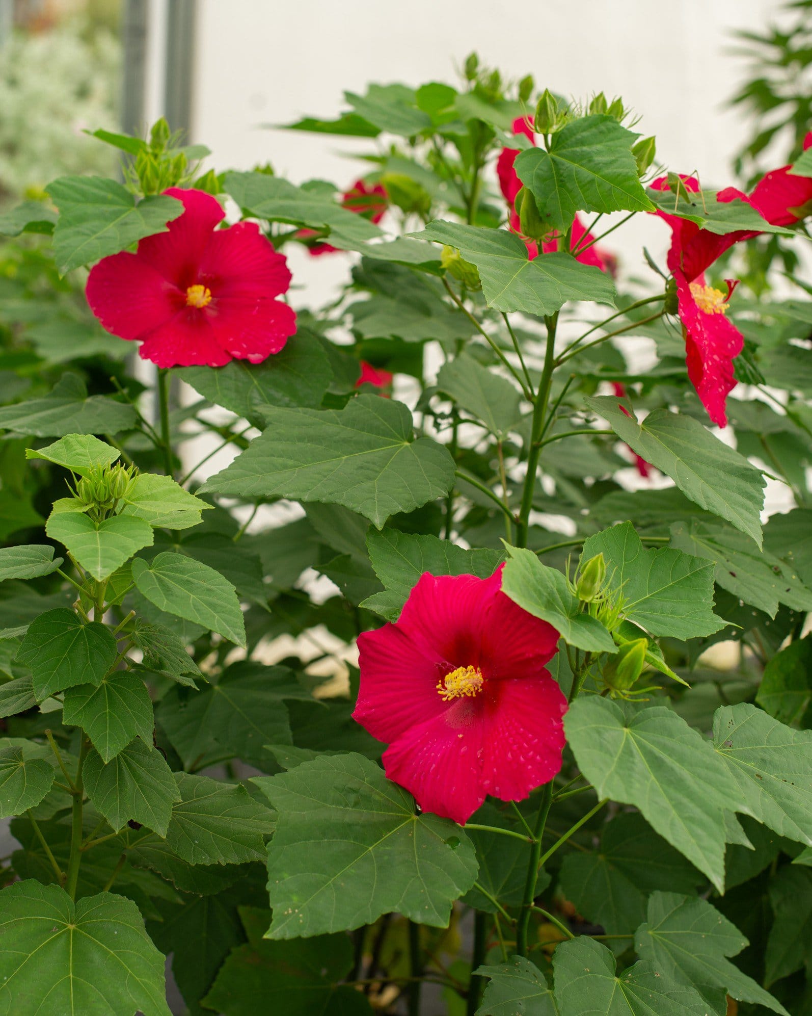 Big Hit Red Hardy Hibiscus - view 3