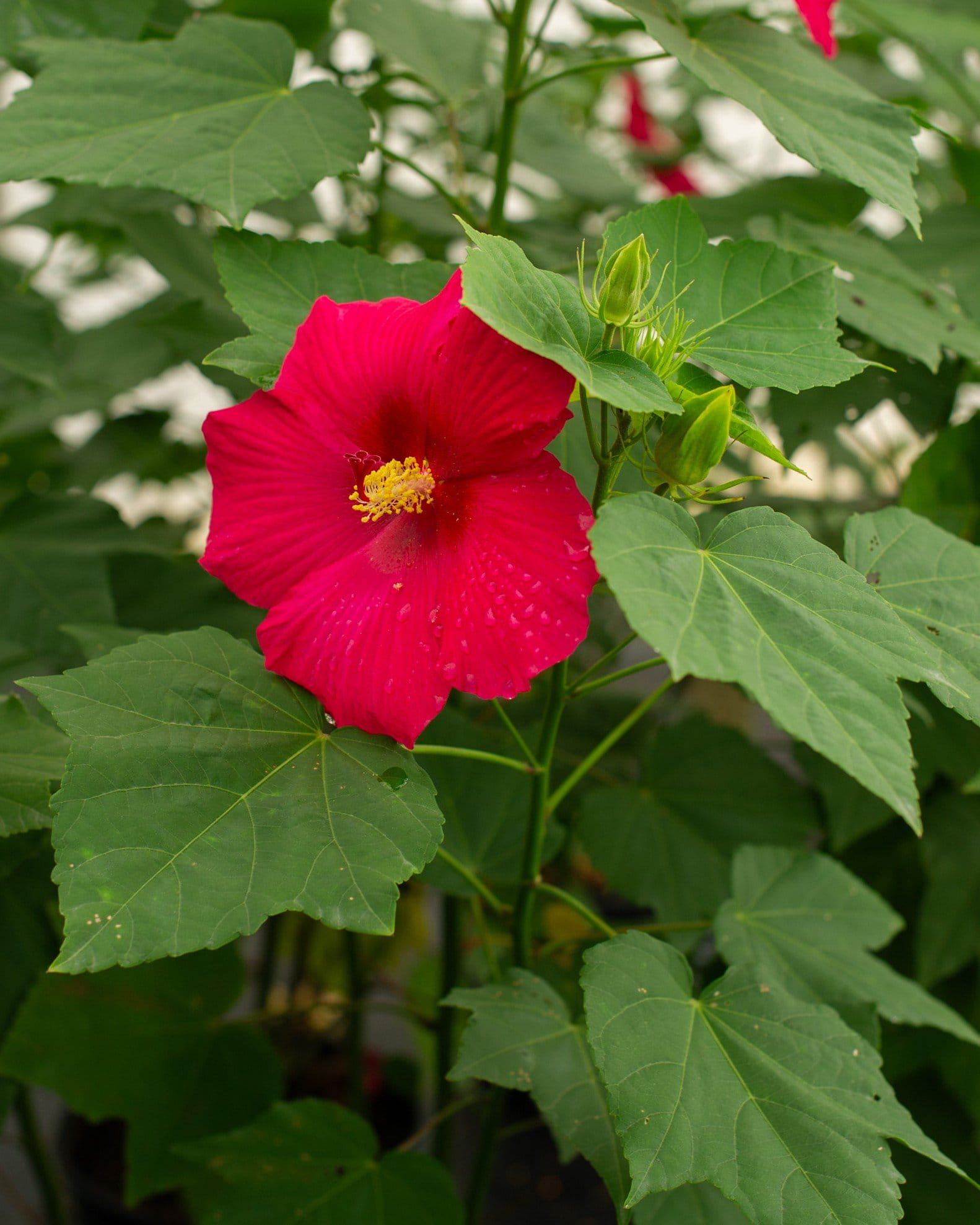 Big Hit Red Hardy Hibiscus - view 4