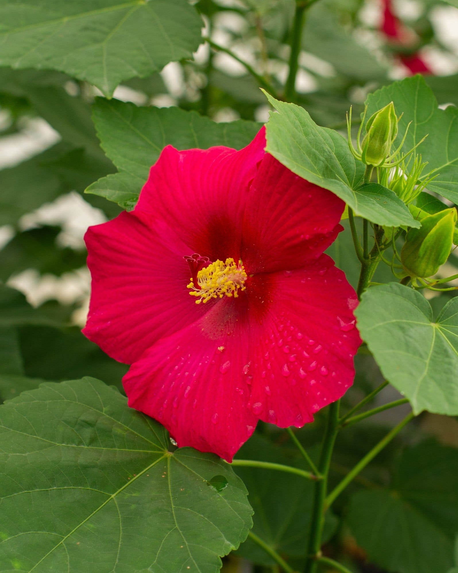 Big Hit Red Hardy Hibiscus - view 5
