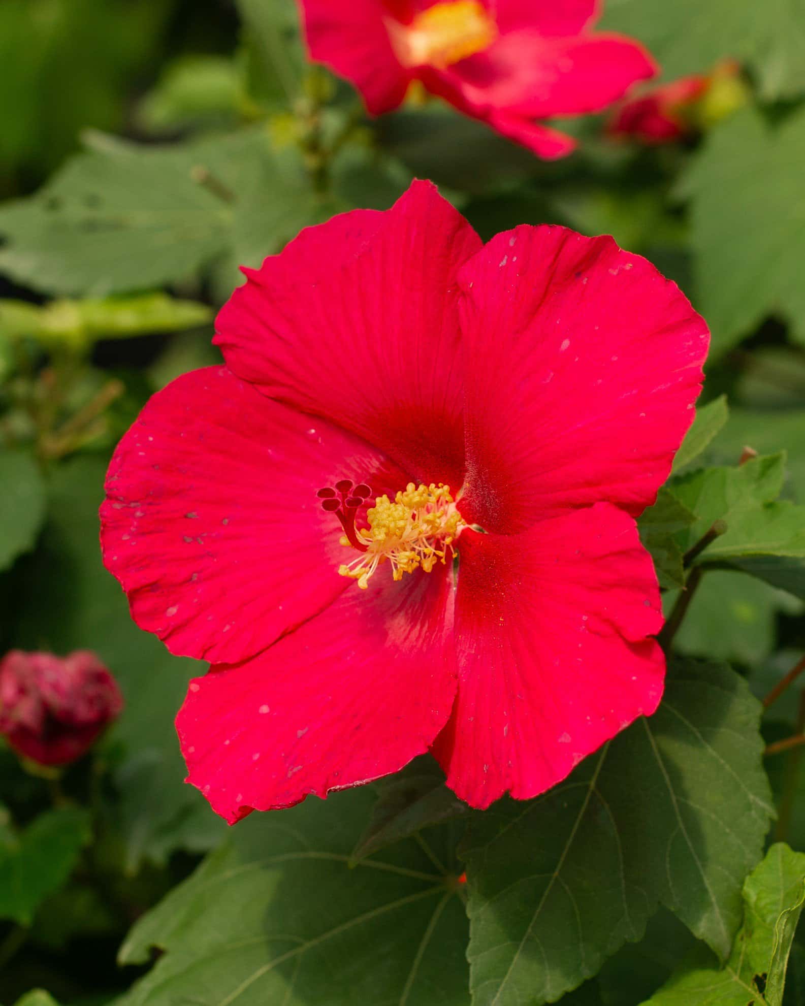 Big Hit Red Hibiscus - Image 6