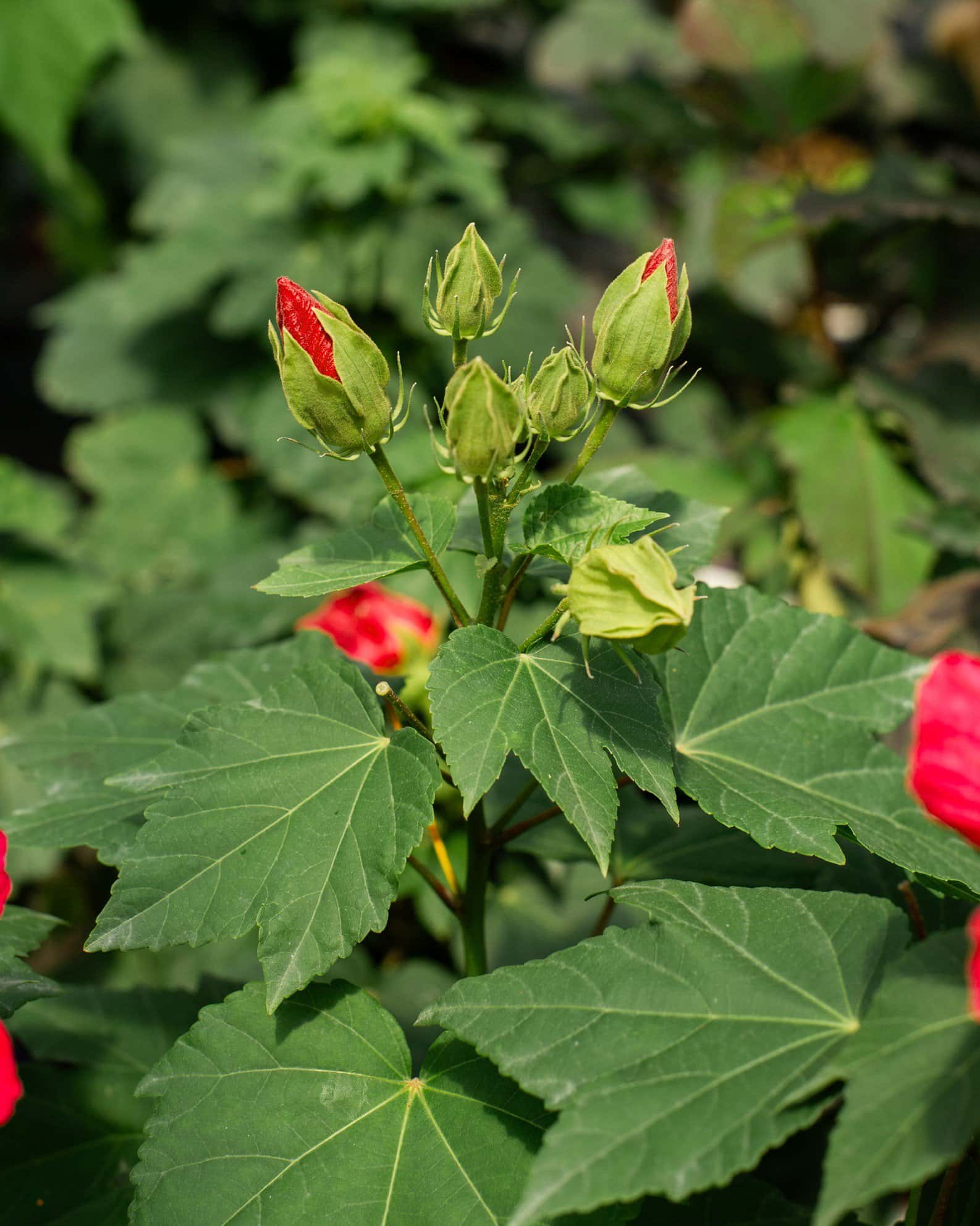 Big Hit Red Hibiscus - Image 7