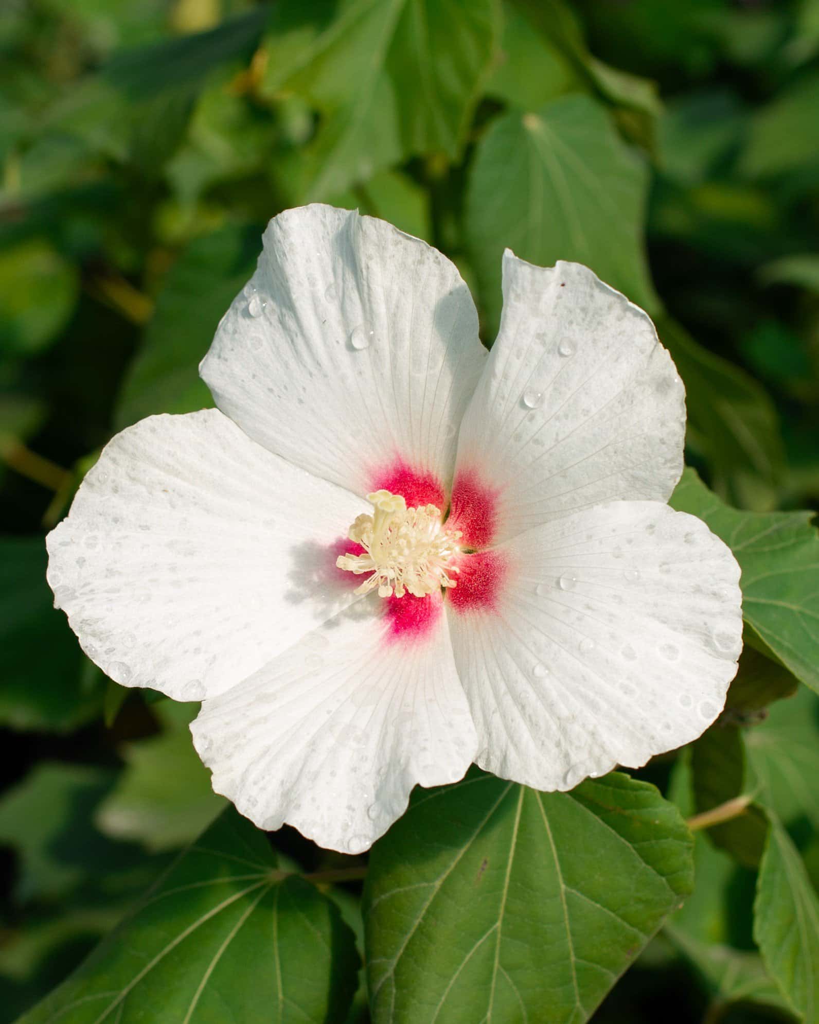 Big Hit White Hibiscus - Main Image