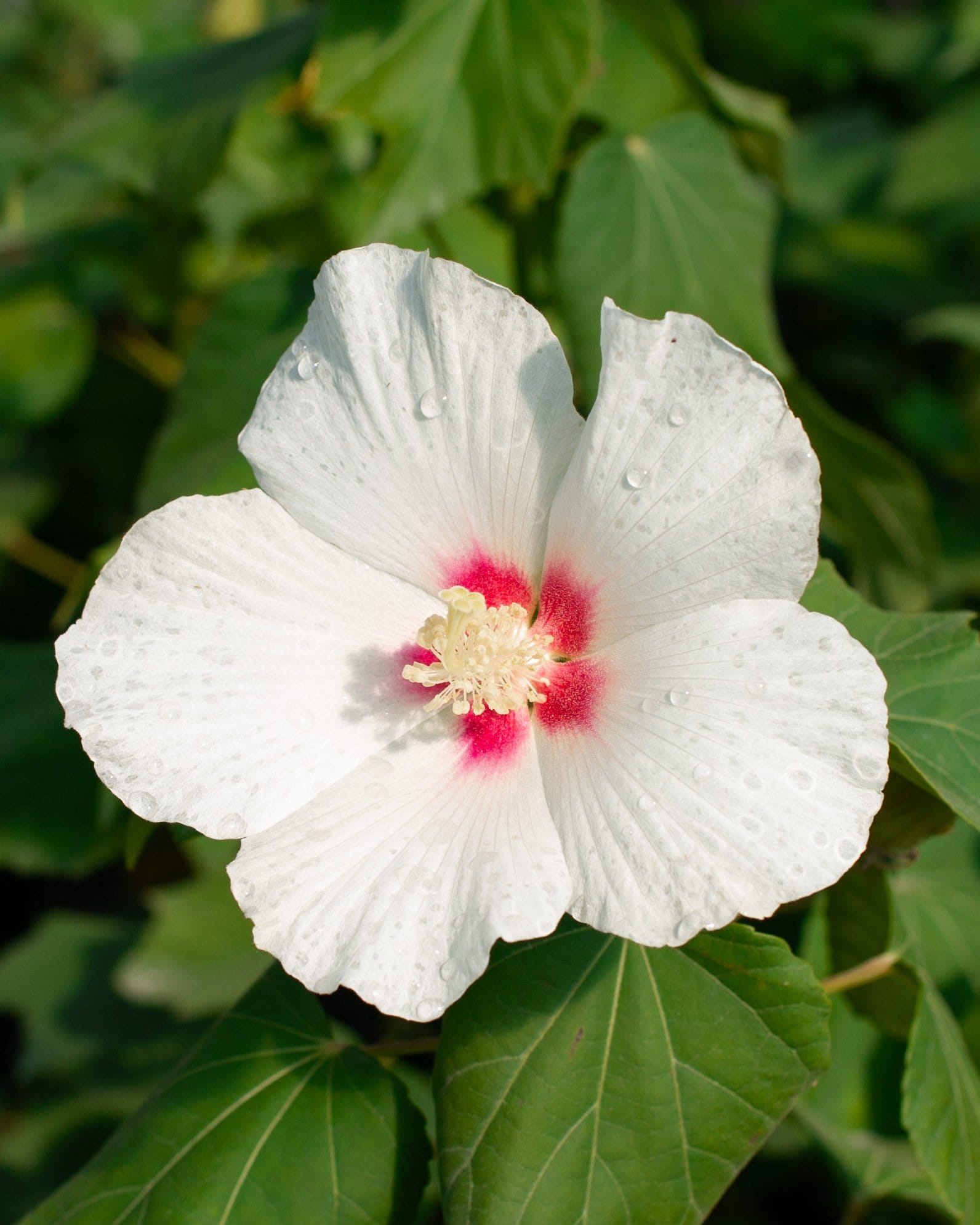 Big Hit White Hardy Hibiscus