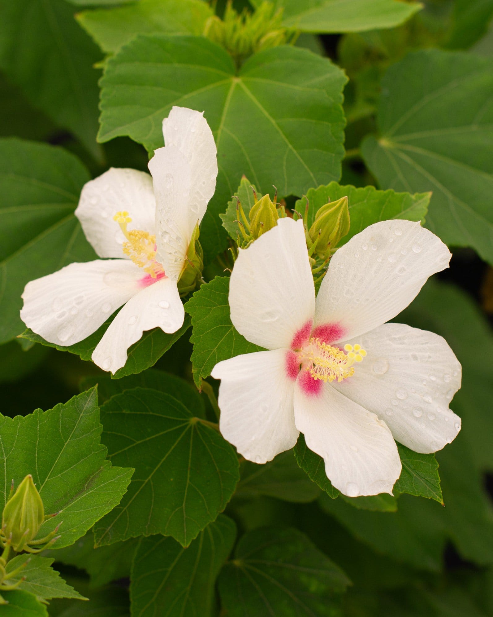 Big Hit White Hardy Hibiscus - view 2