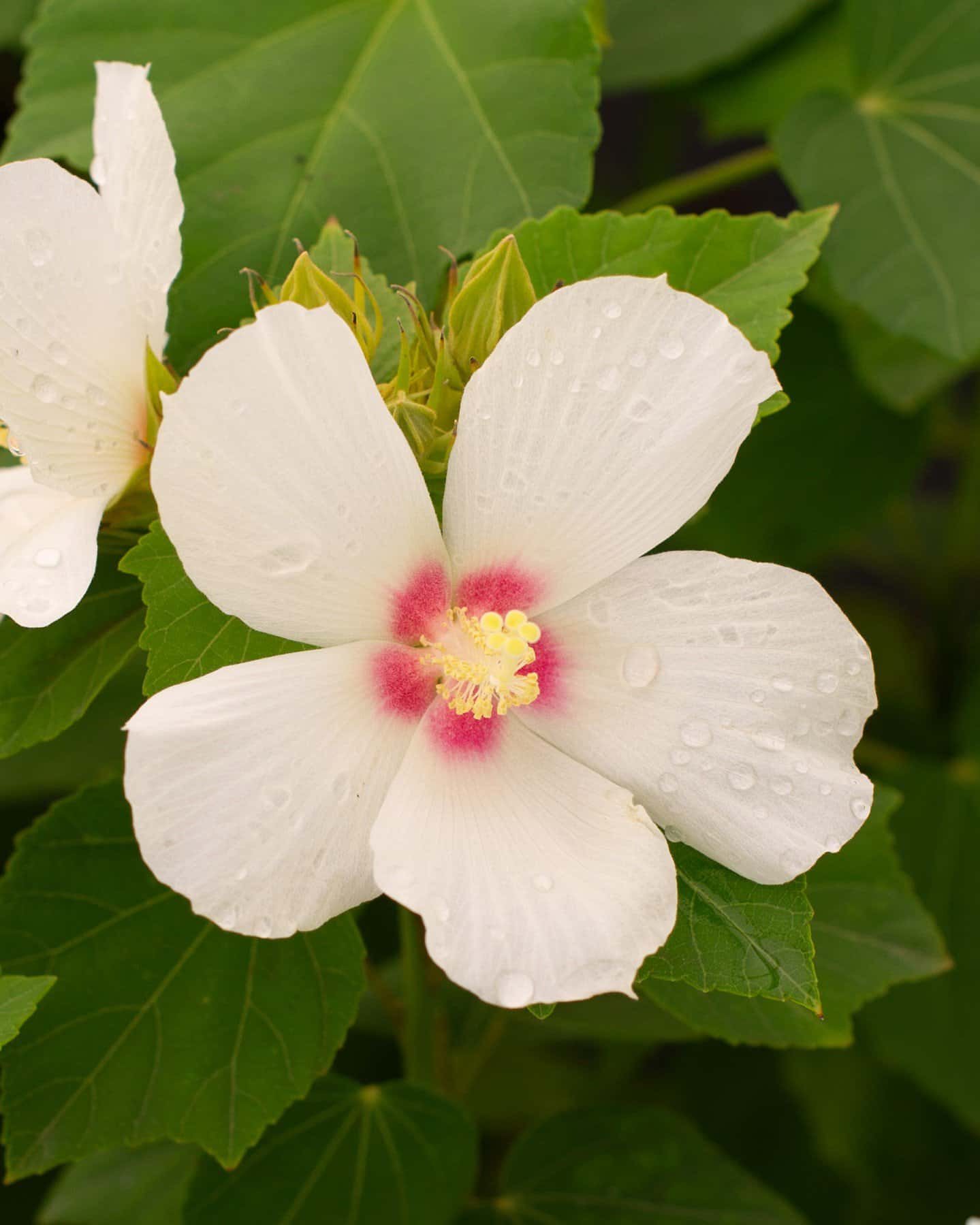 Big Hit White Hibiscus - Image 3