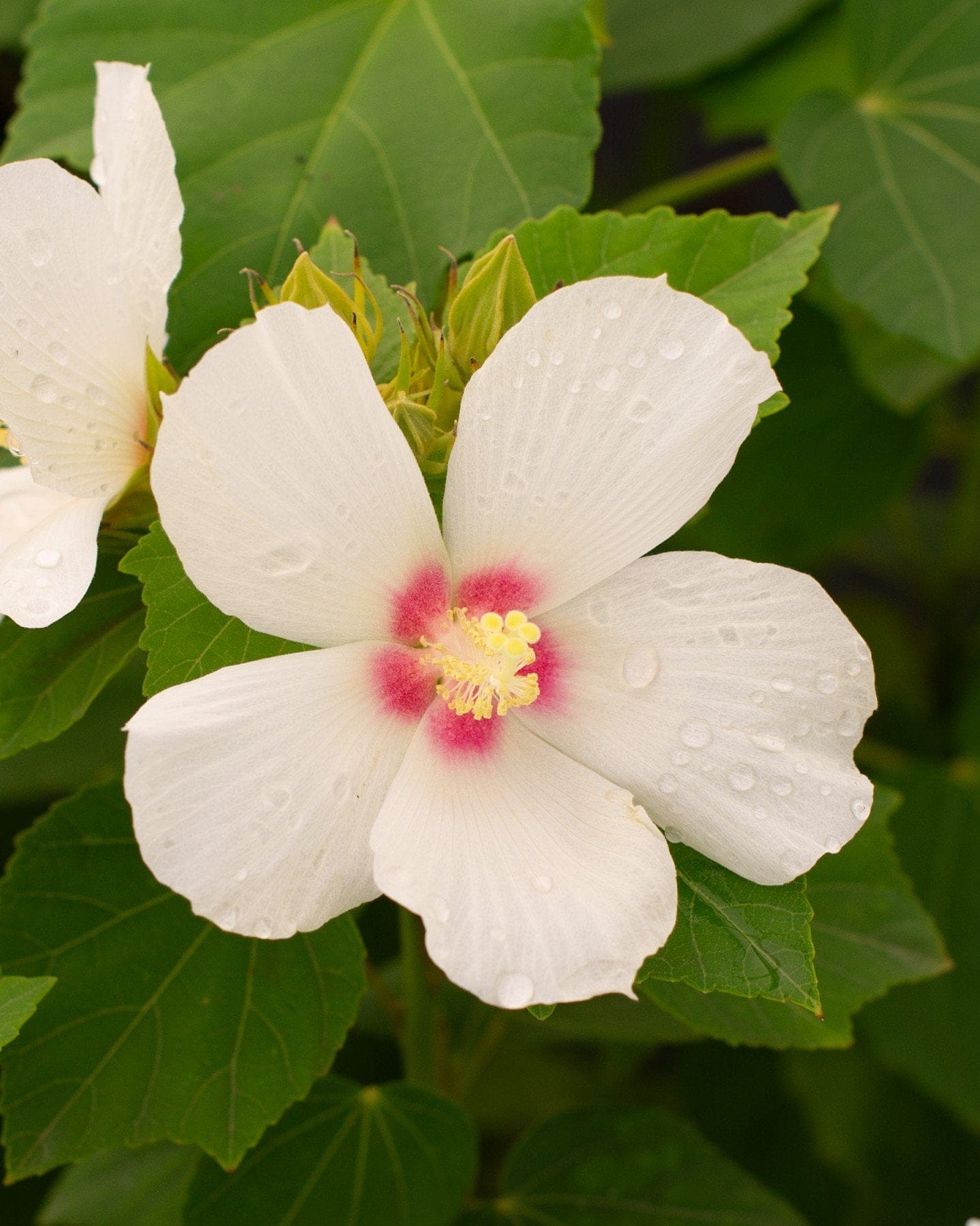Big Hit White Hardy Hibiscus - view 4