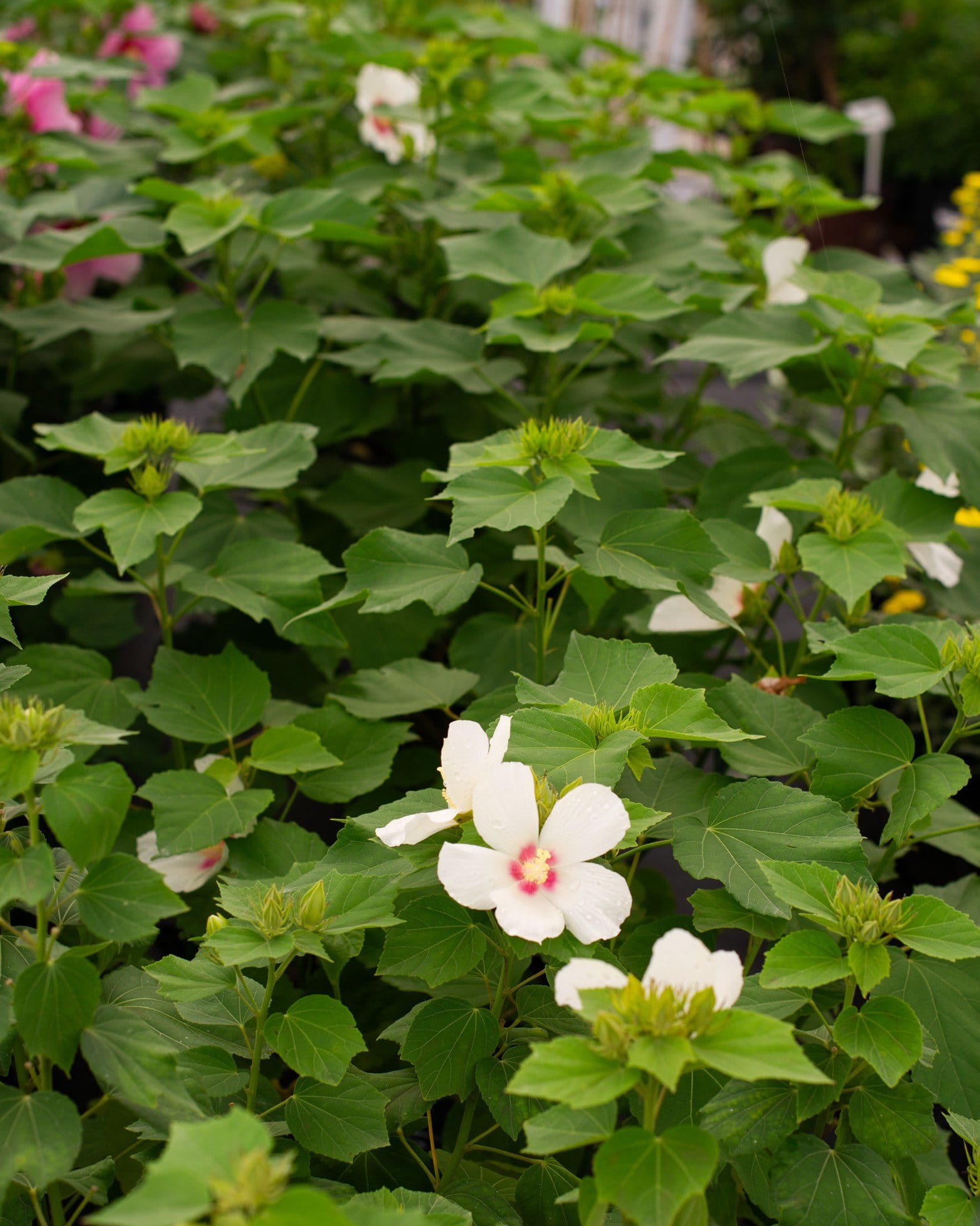 Big Hit White Hardy Hibiscus - view 5