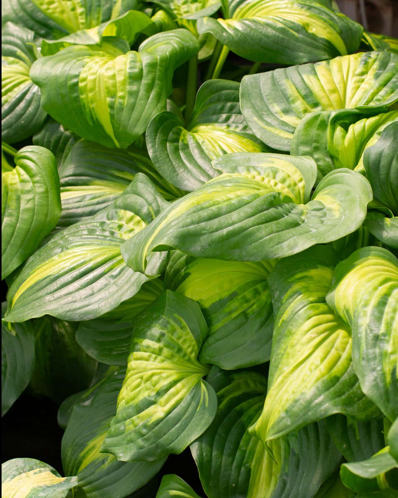 Cathedral Windows Hosta - Main Image