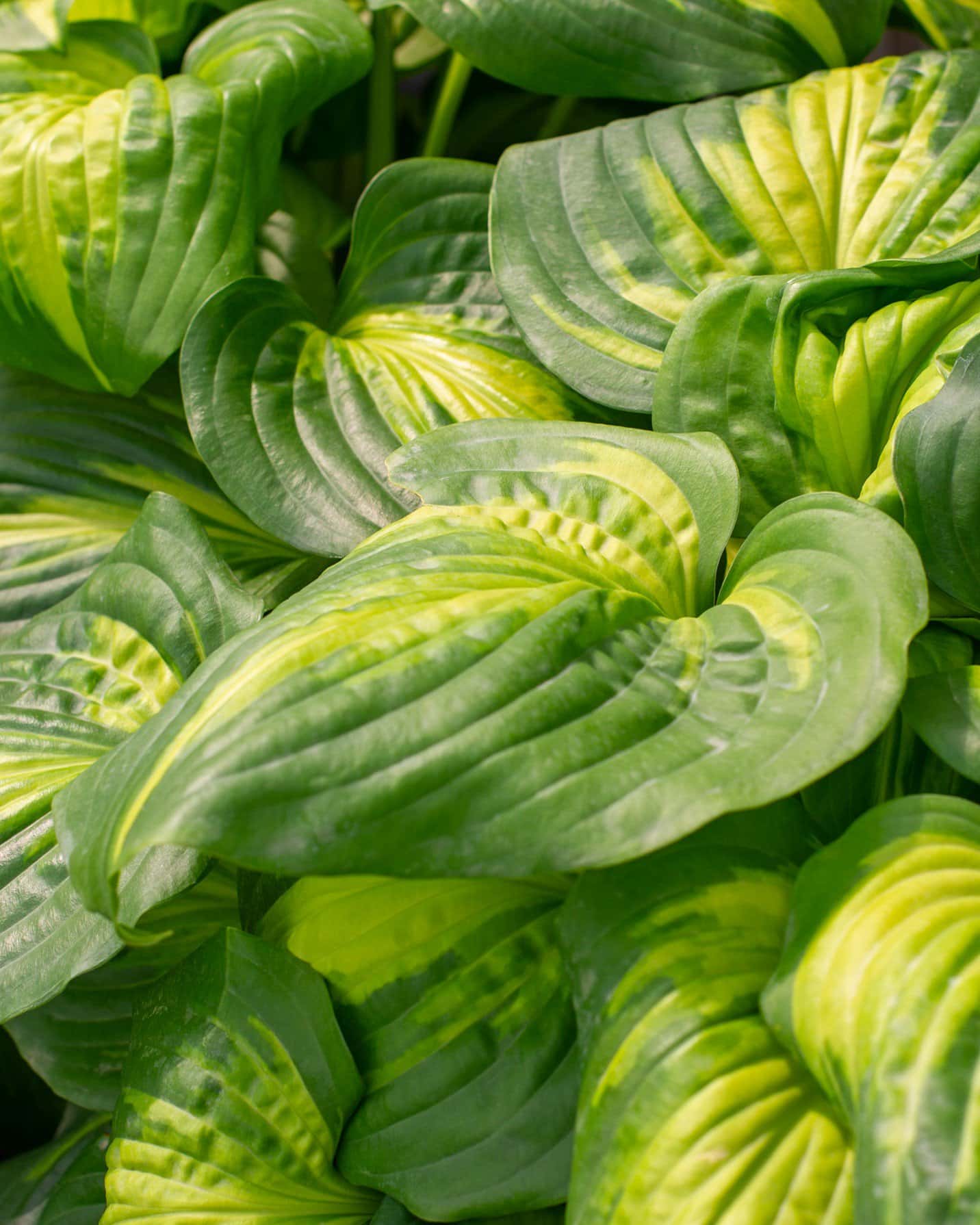 Cathedral Windows Hosta - Image 2