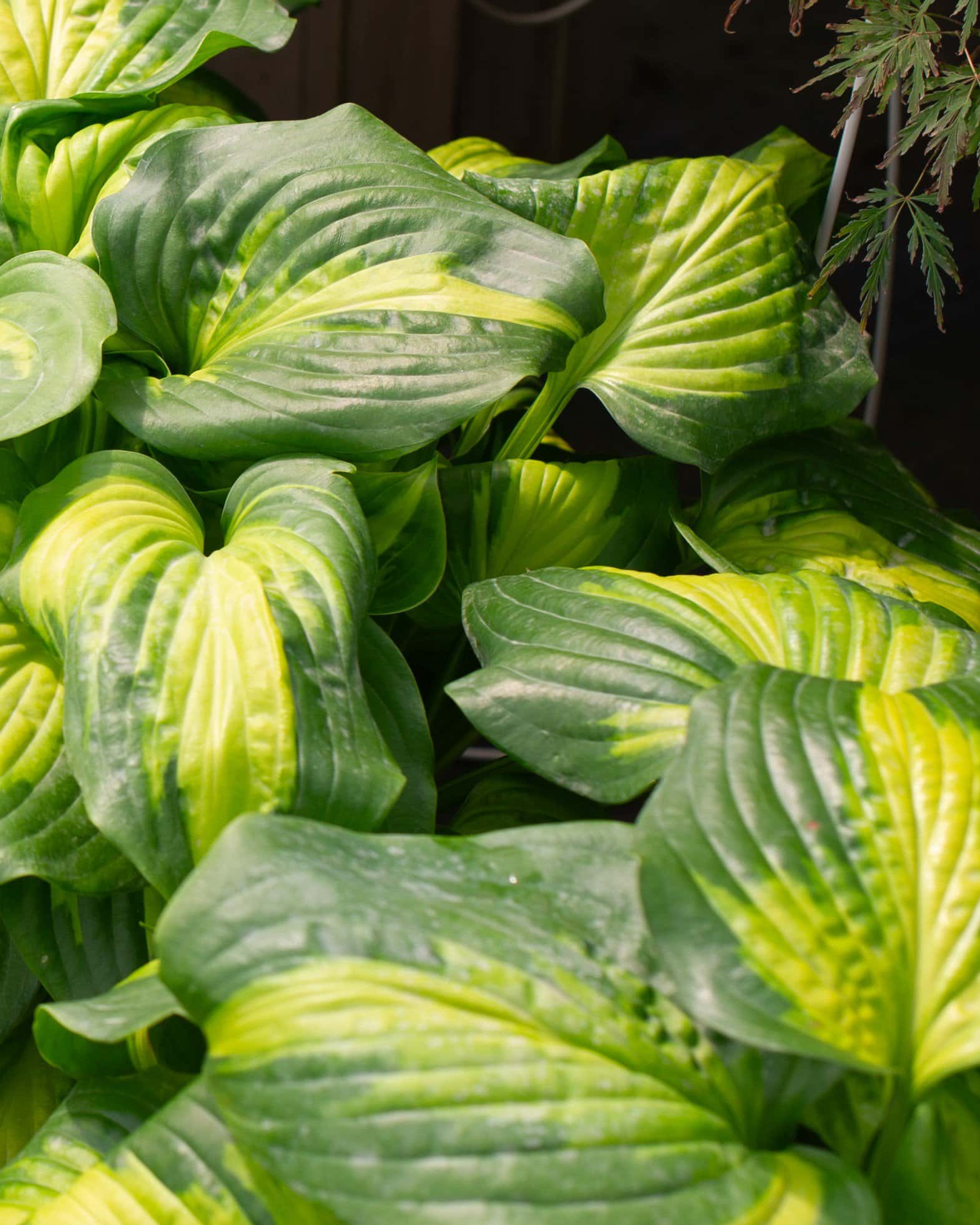 Cathedral Windows Hosta - Image 3