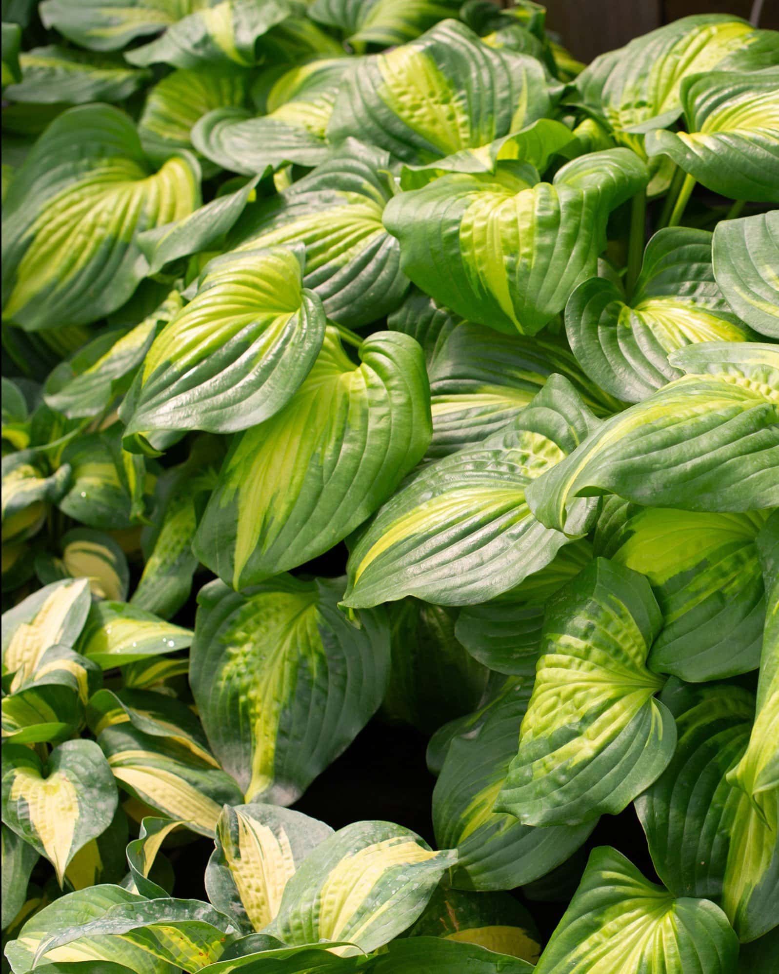 Cathedral Windows Hosta - Image 4